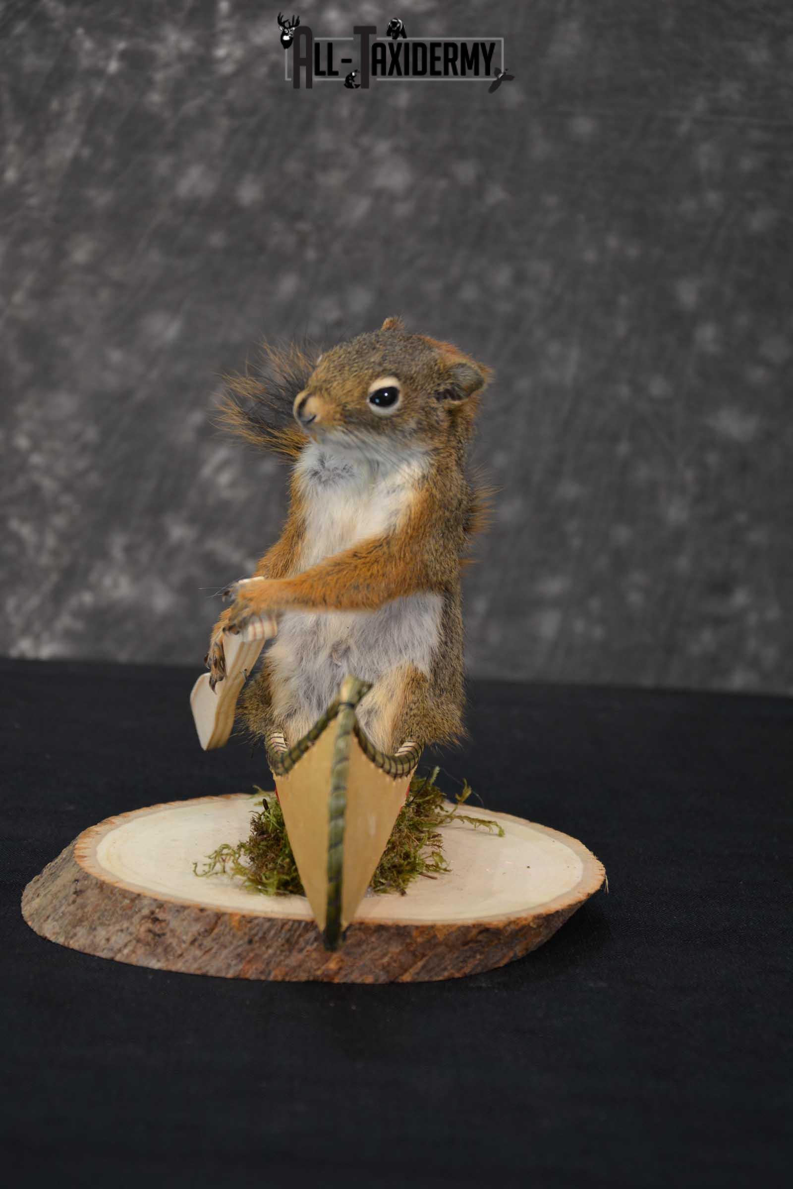 stuffed squirrel taxidermy for sale