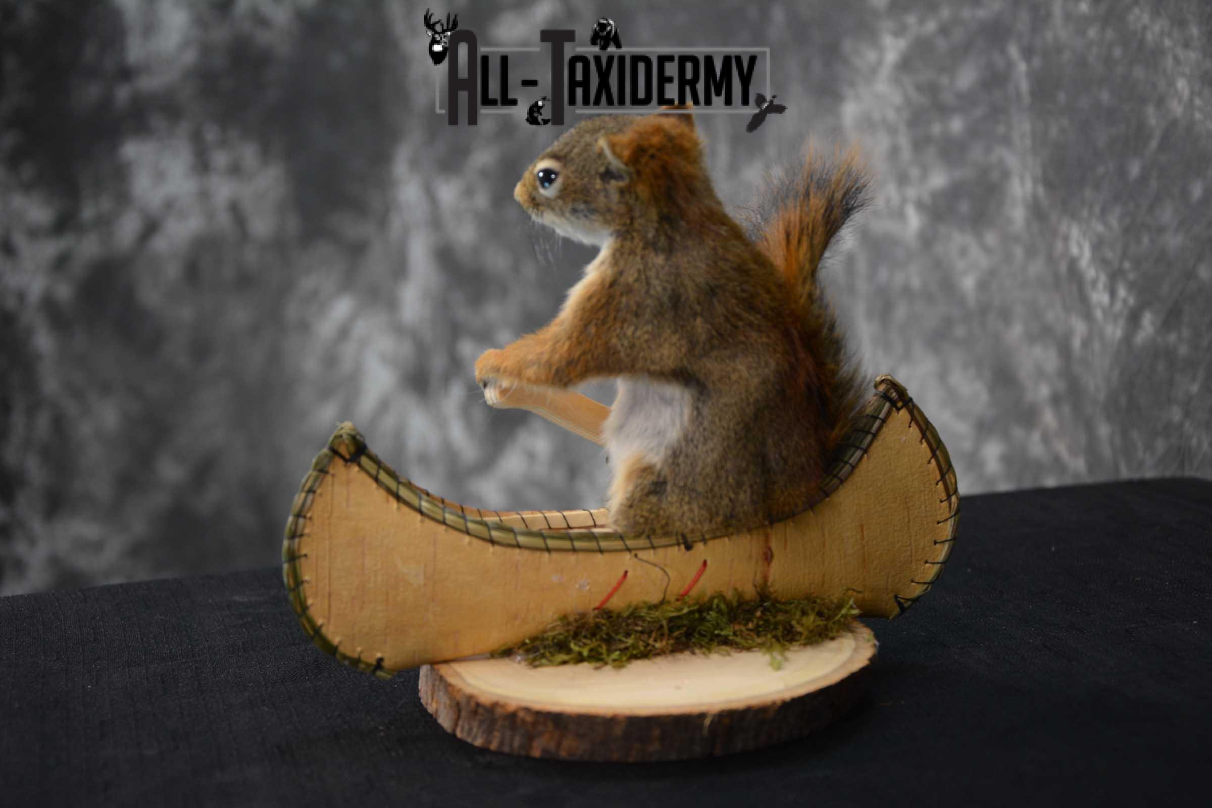 Red Squirrel in Canoe Taxidermy mount for sale SKU 1751 - Image 2