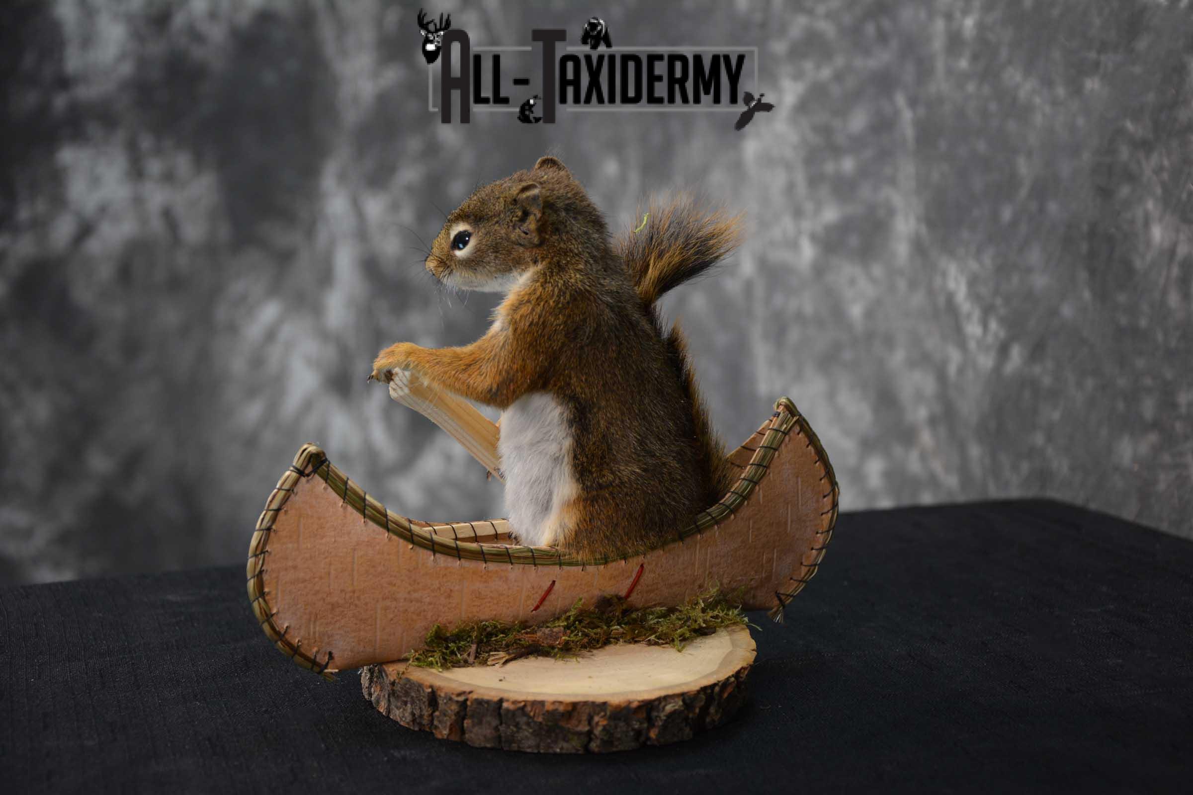 Red Squirrel in Canoe Taxidermy mount for sale SKU 1752 - Image 2