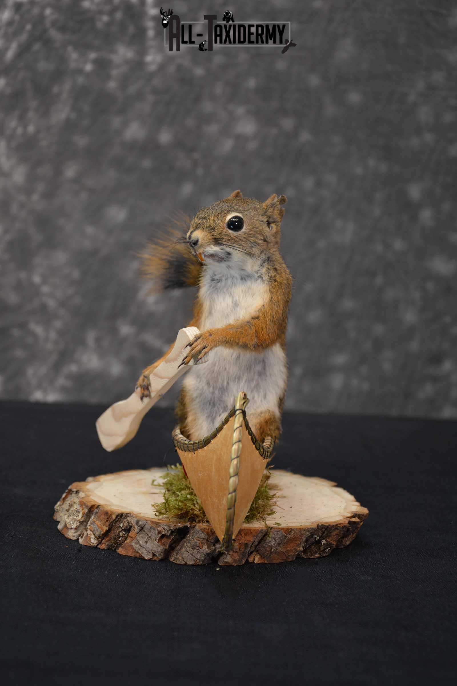 Red Squirrel in Canoe Taxidermy mount for sale SKU 1753