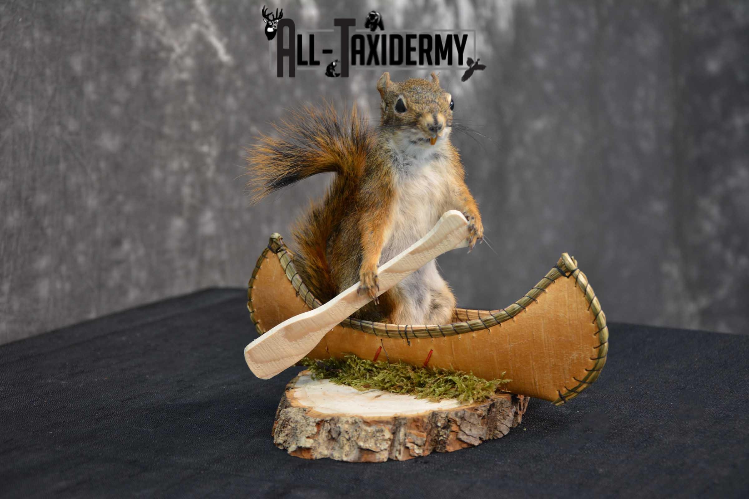 Red Squirrel in Canoe Taxidermy mount for sale SKU 1753 - Image 3
