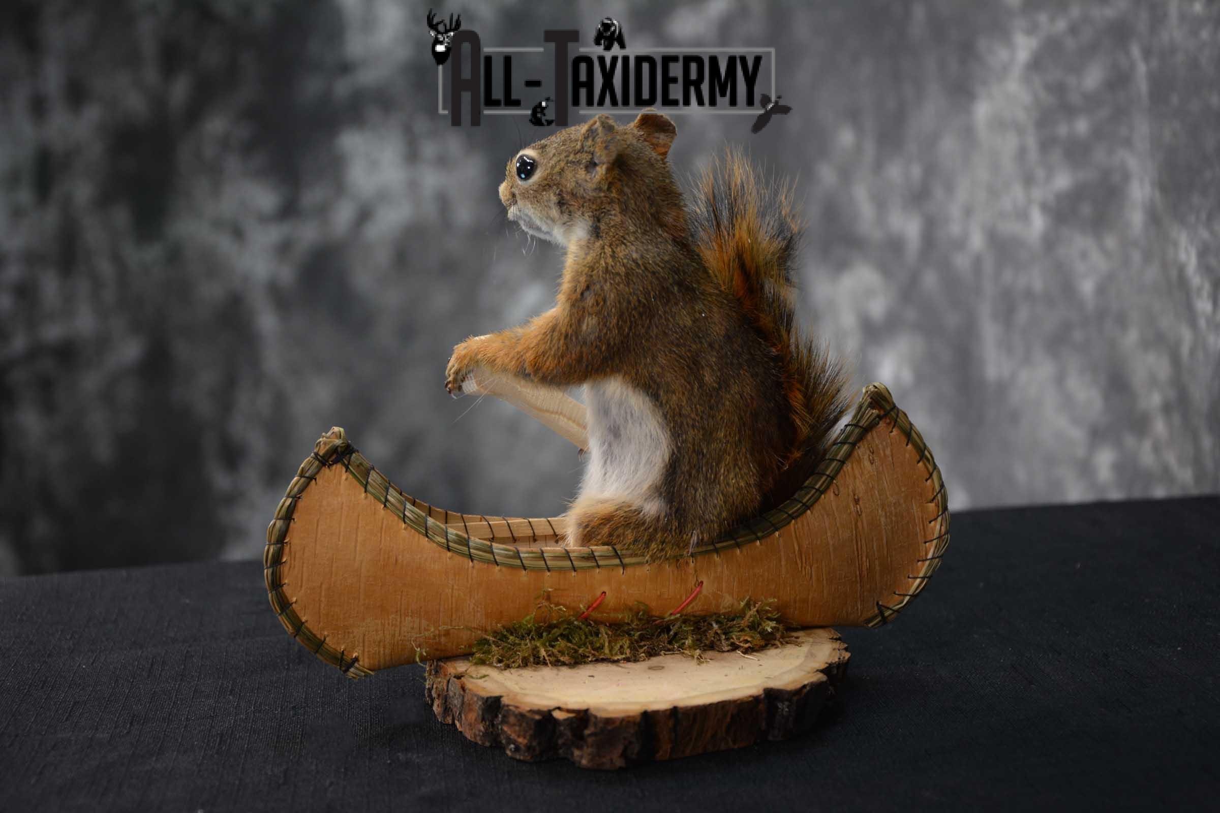 Red Squirrel in Canoe Taxidermy mount for sale SKU 1753 - Image 2