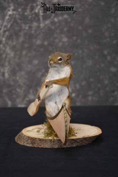 Red Squirrel in Canoe Taxidermy mount for sale SKU 1754