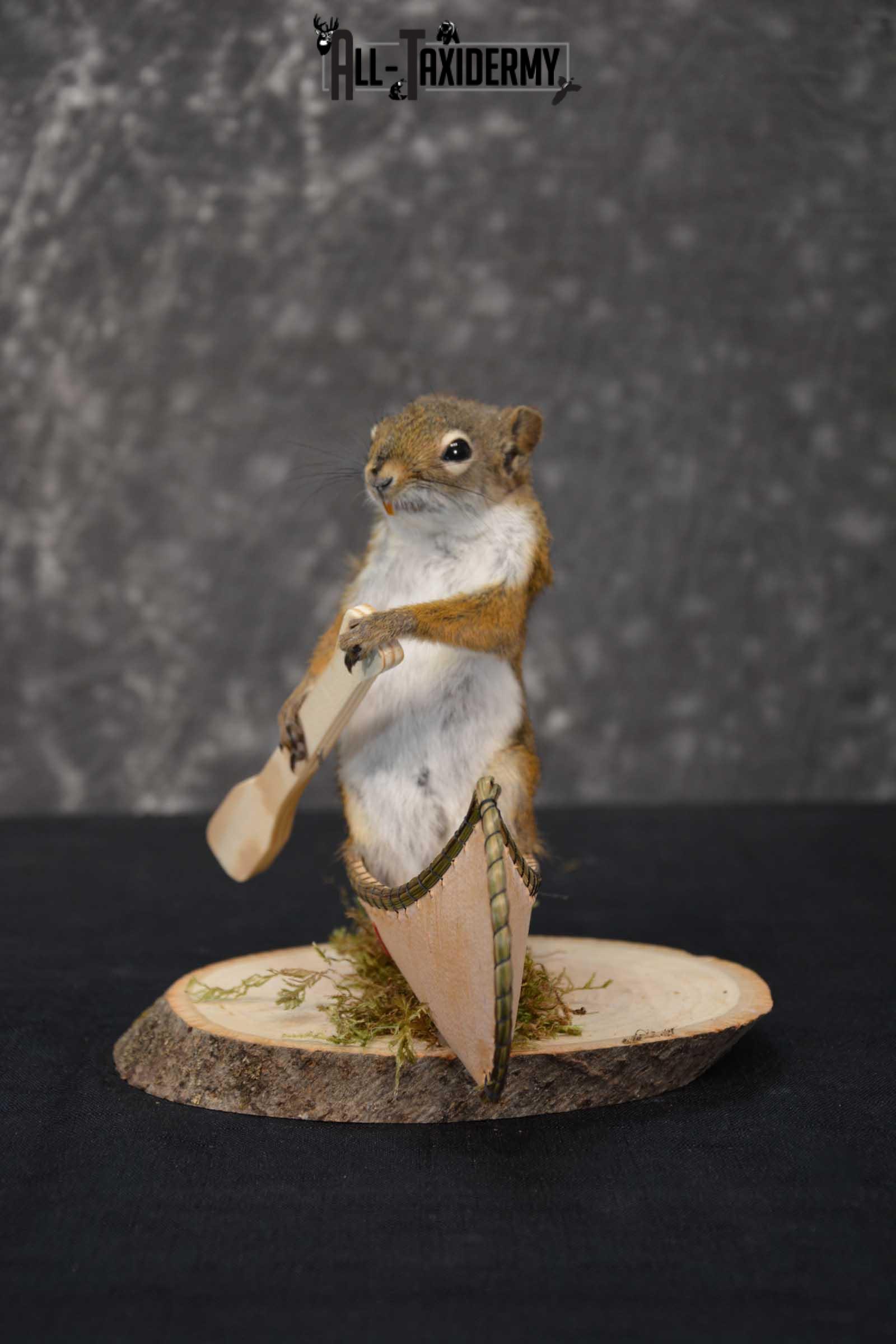 Red Squirrel in Canoe Taxidermy mount for sale SKU 1754