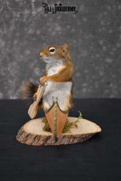 Red Squirrel in Canoe Taxidermy mount for sale SKU 1755
