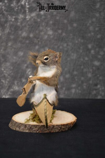 Red Squirrel in Canoe Taxidermy mount for sale SKU 1756