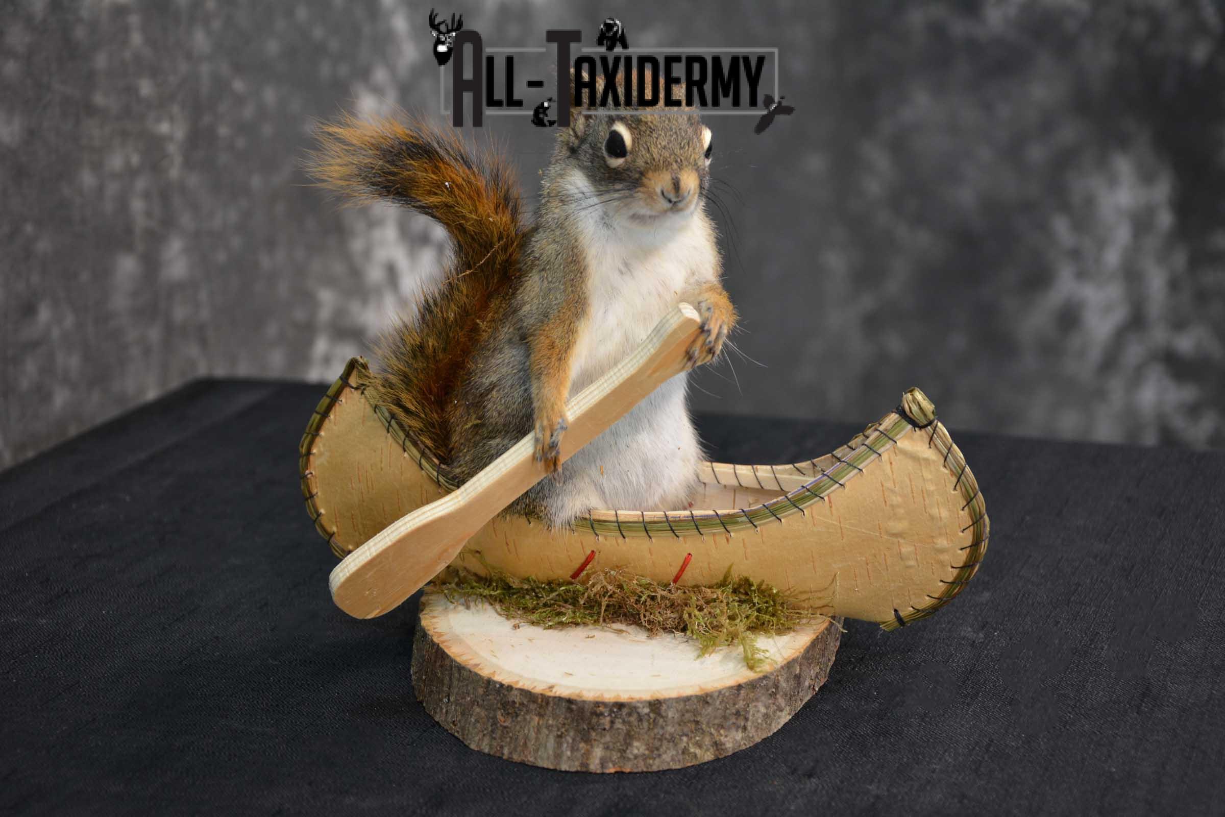 Red Squirrel in Canoe Taxidermy mount for sale SKU 1756 - Image 3