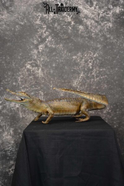 Alligator Taxidermy mount for sale SKU 1782