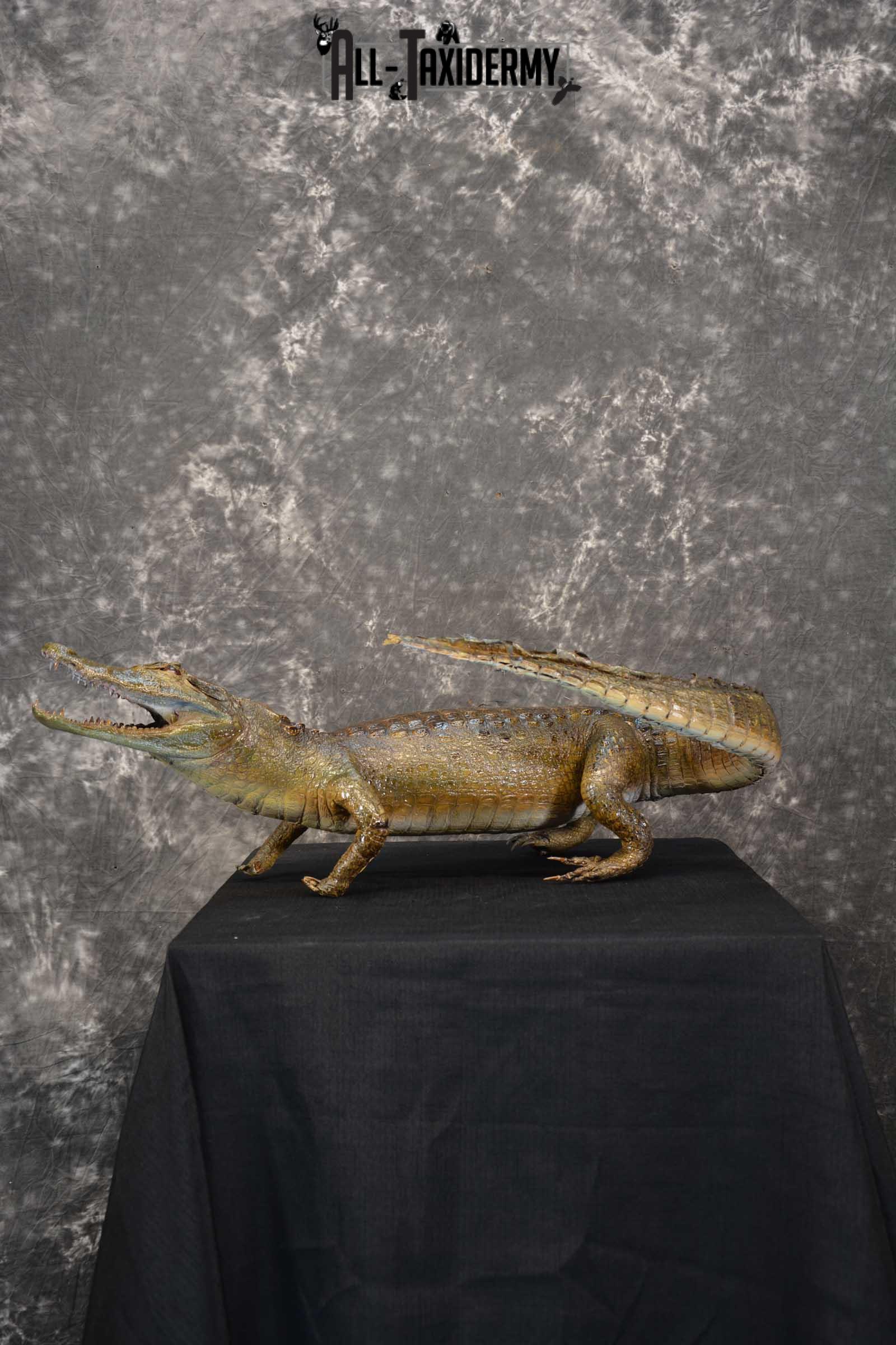 Alligator Taxidermy mount for sale SKU 1782