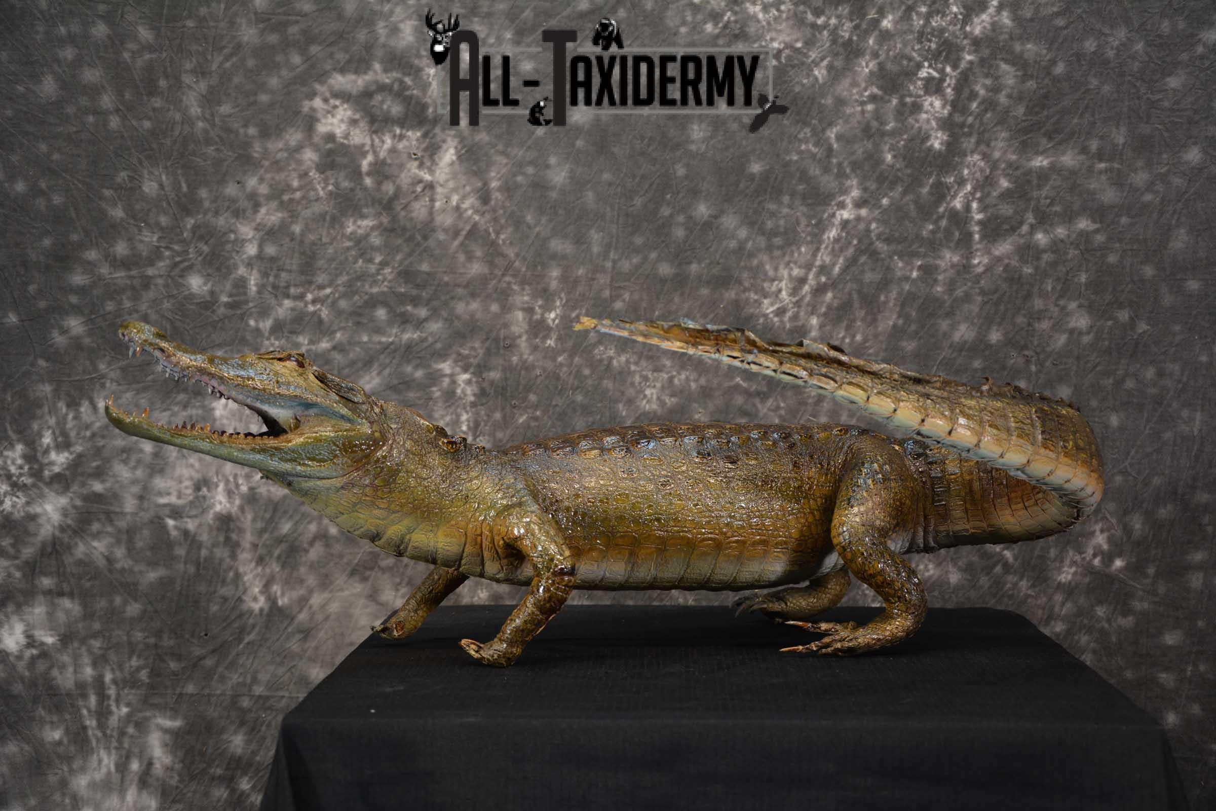 Alligator Taxidermy mount for sale SKU 1782 - Image 8