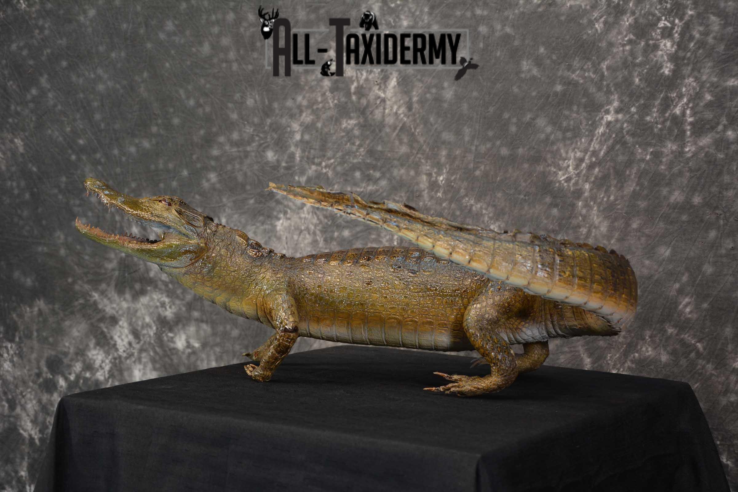 Alligator Taxidermy mount for sale SKU 1782 - Image 7
