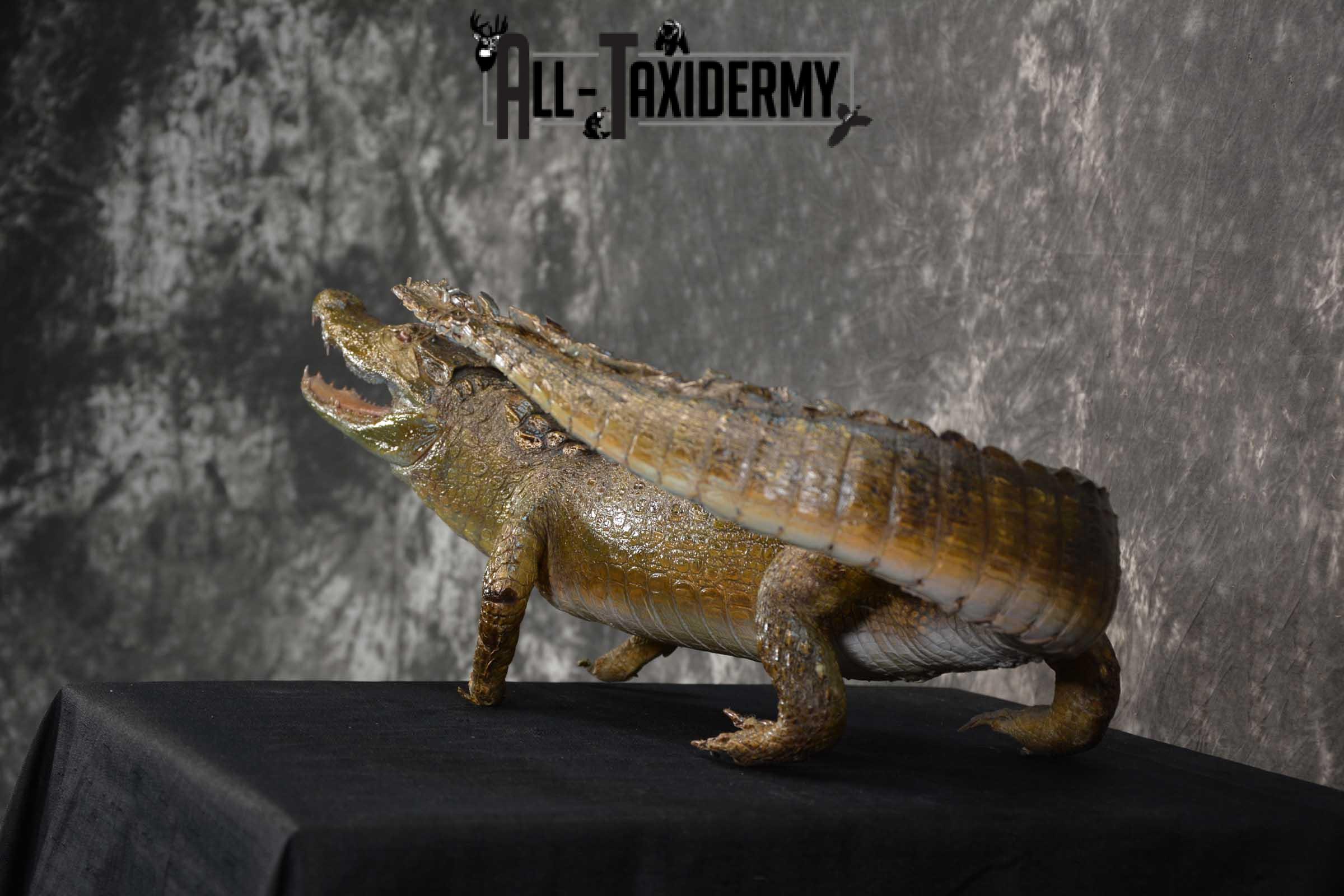 Alligator Taxidermy mount for sale SKU 1782 - Image 6