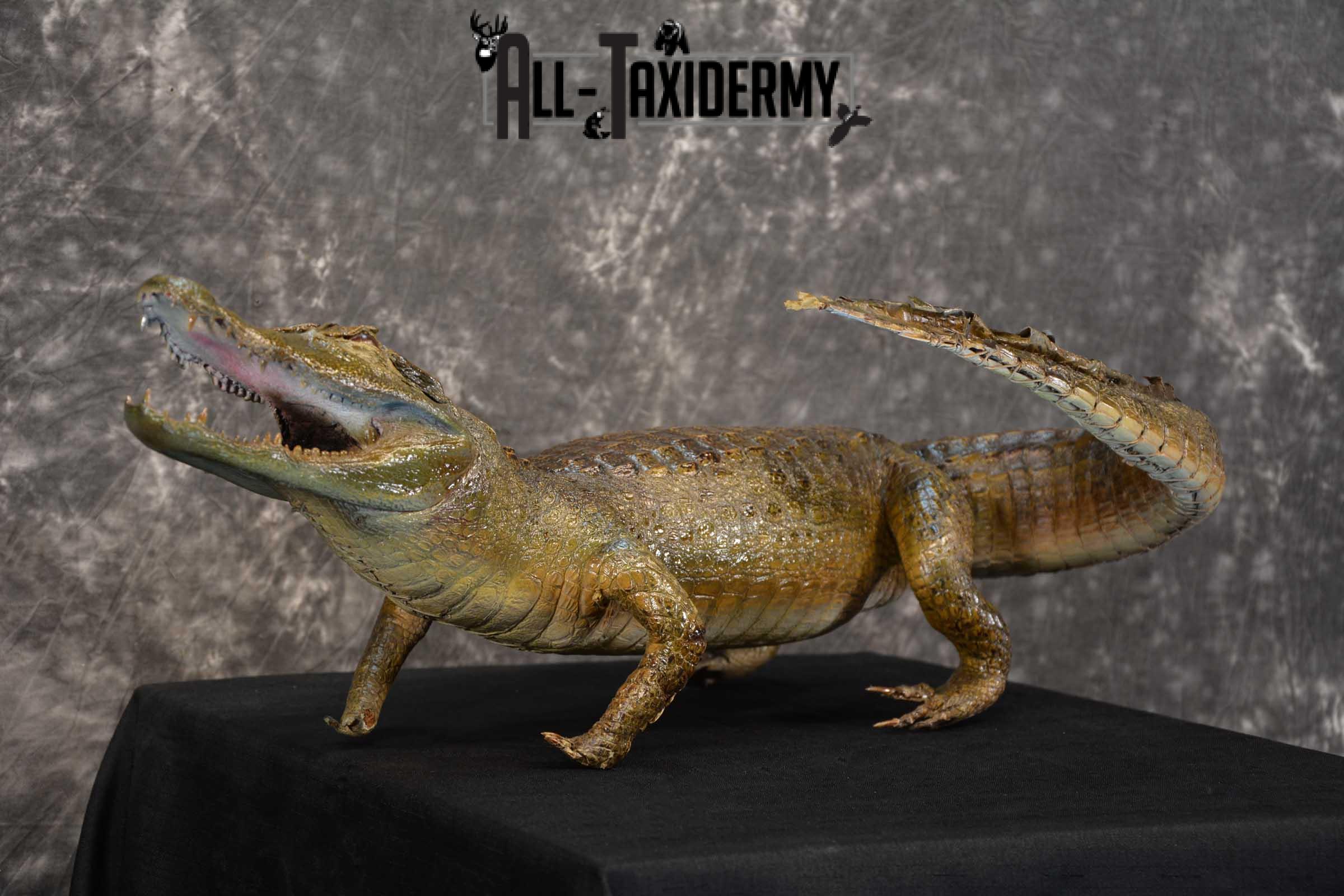 Alligator Taxidermy mount for sale SKU 1782 - Image 5