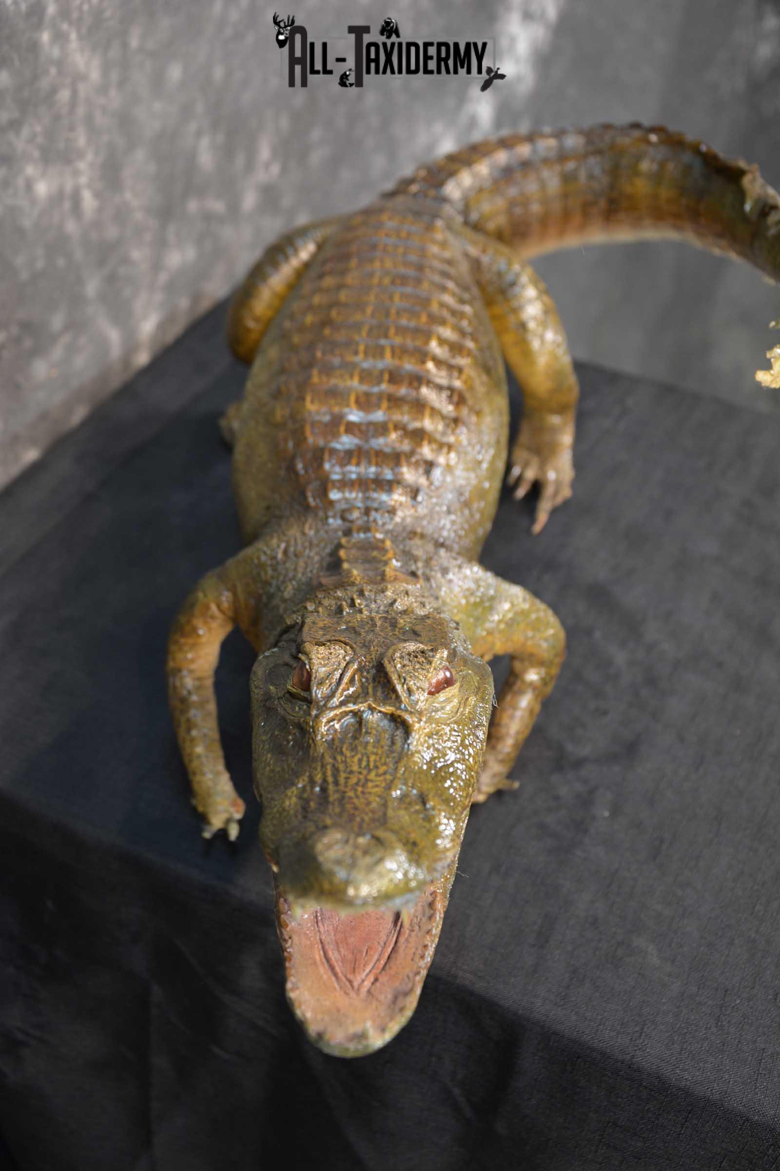 Alligator Taxidermy mount for sale SKU 1782 - Image 4