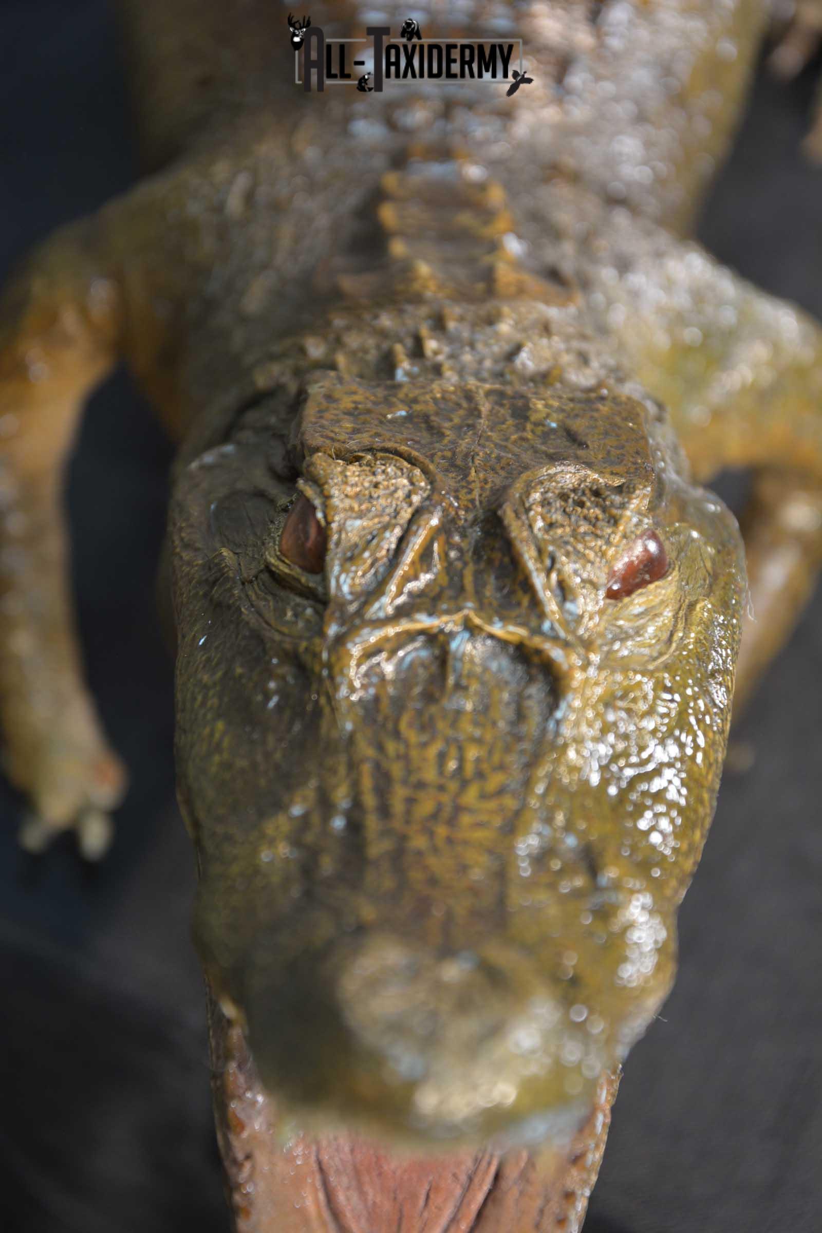 Alligator Taxidermy mount for sale SKU 1782 - Image 3