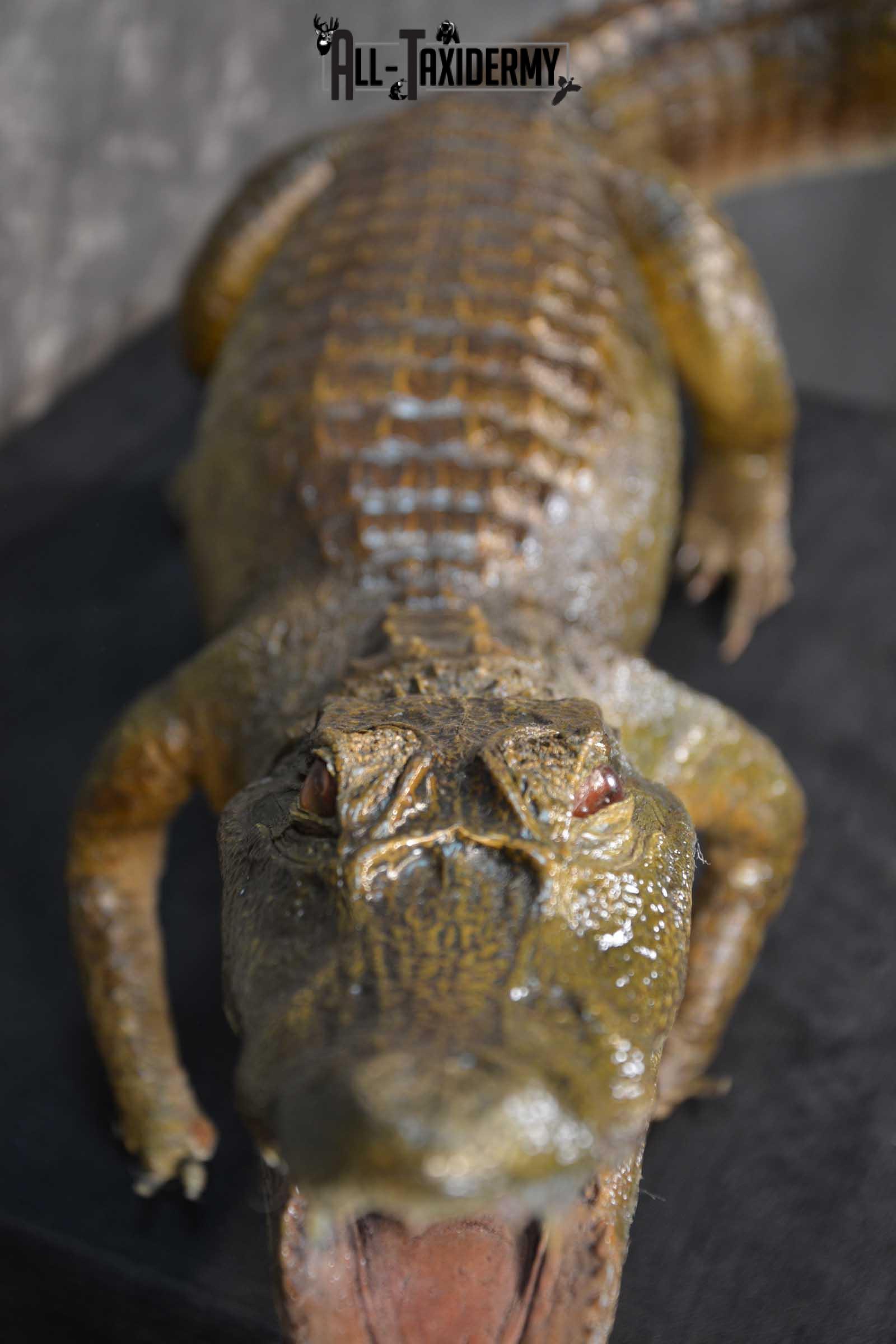 Alligator Taxidermy mount for sale SKU 1782 - Image 2