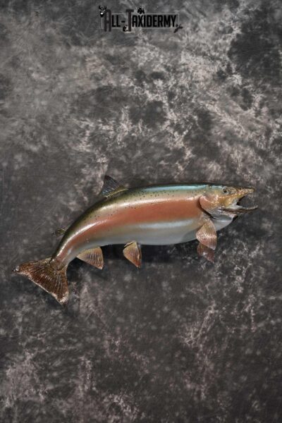 Rainbow Trout fish taxidermy mount for sale SKU 1824