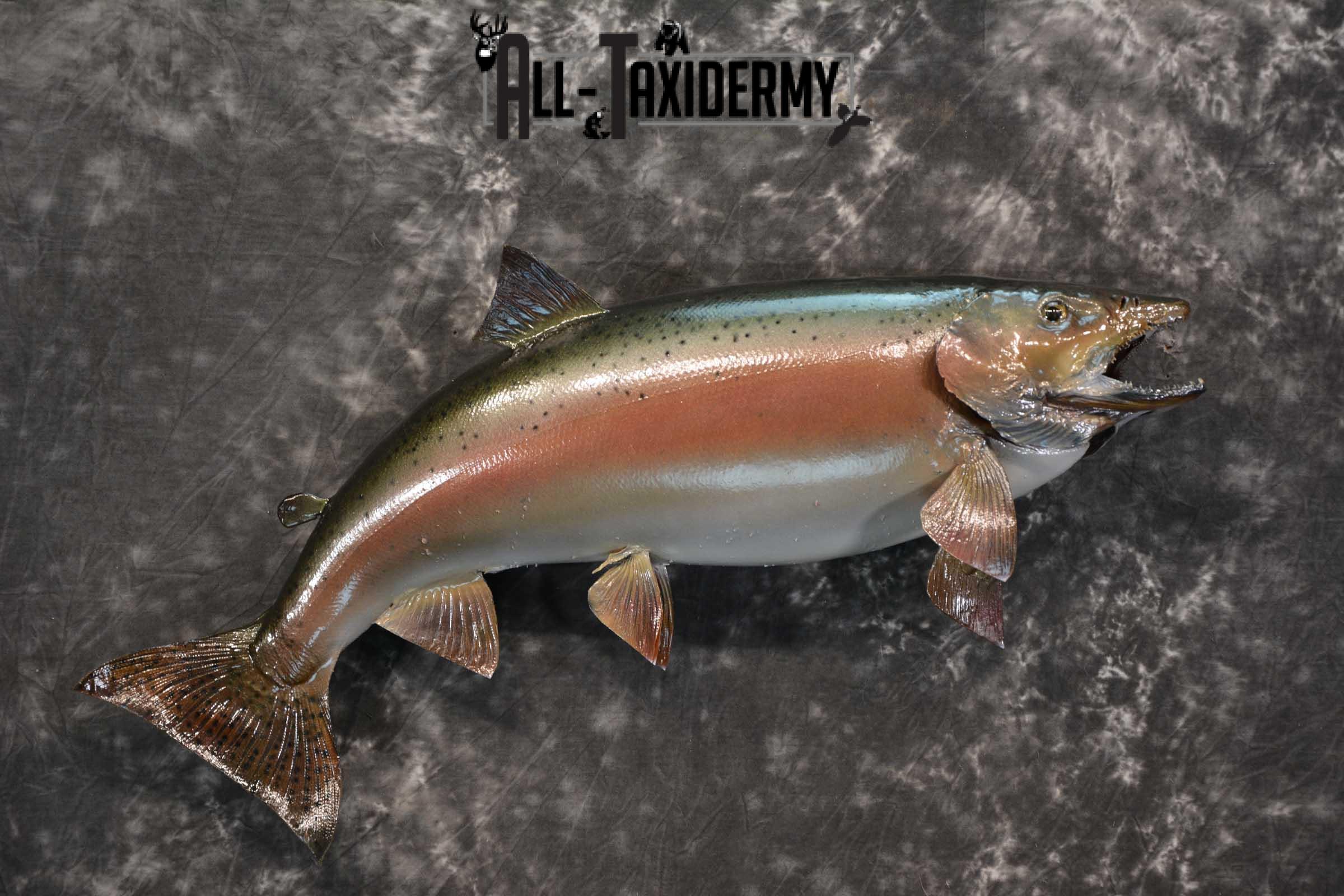 Rainbow Trout fish taxidermy mount for sale SKU 1824 - Image 6