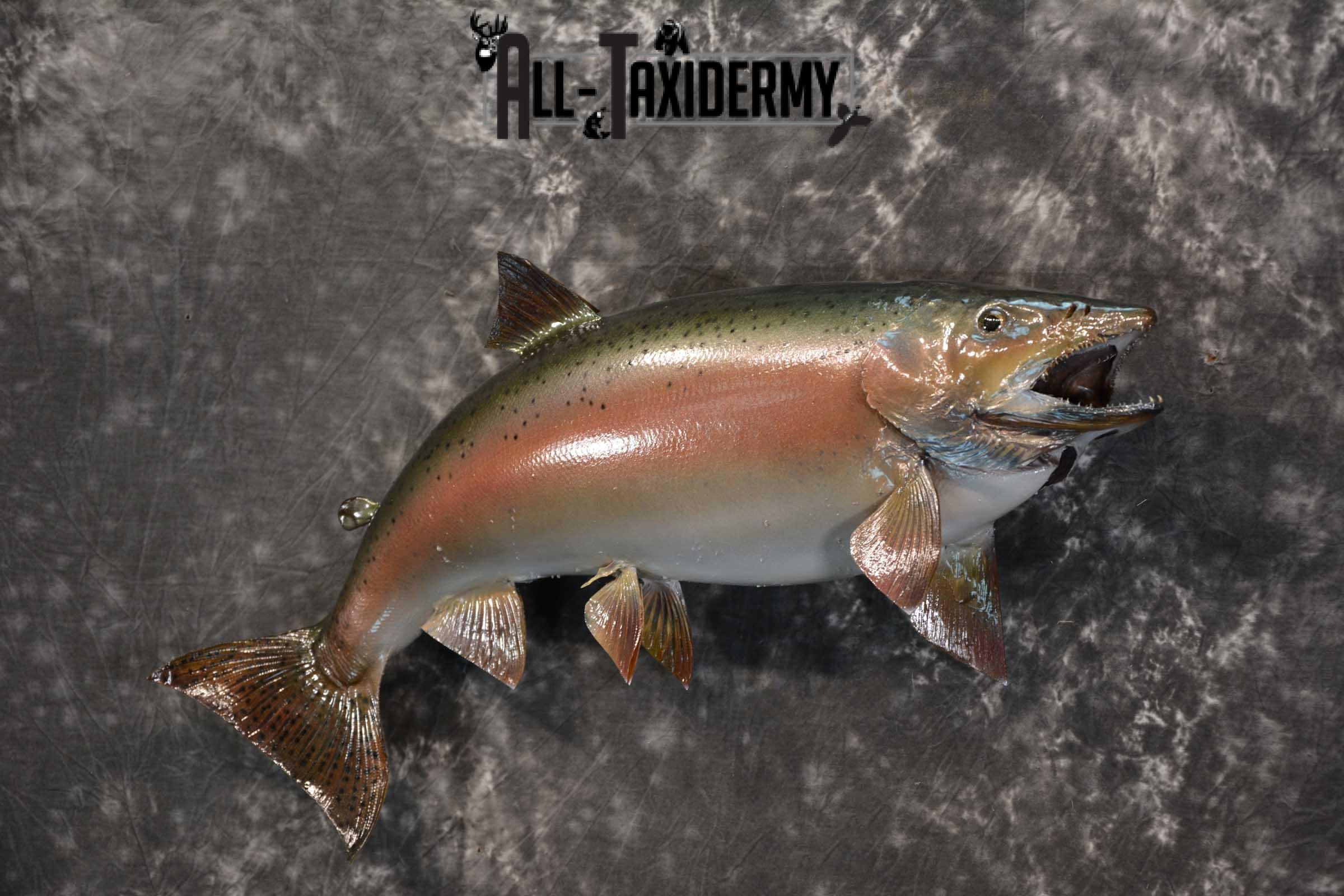 Rainbow Trout fish taxidermy mount for sale SKU 1824 - Image 5