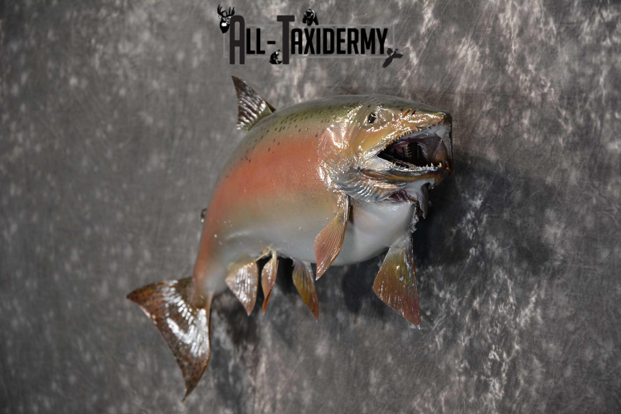 Rainbow Trout fish taxidermy mount for sale SKU 1824 - Image 4