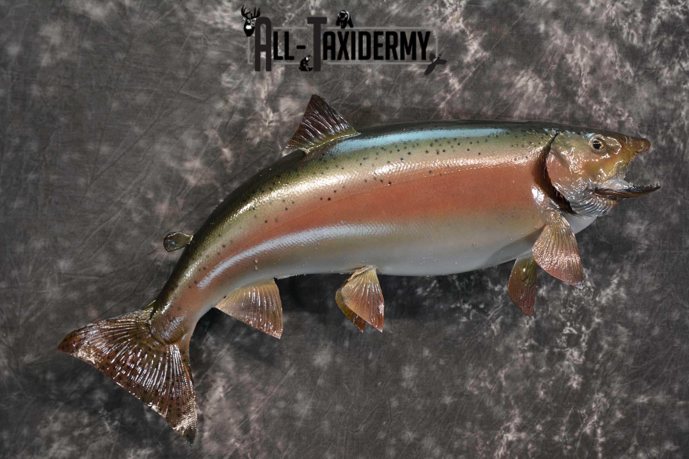 Rainbow Trout fish taxidermy mount for sale SKU 1824 - Image 3