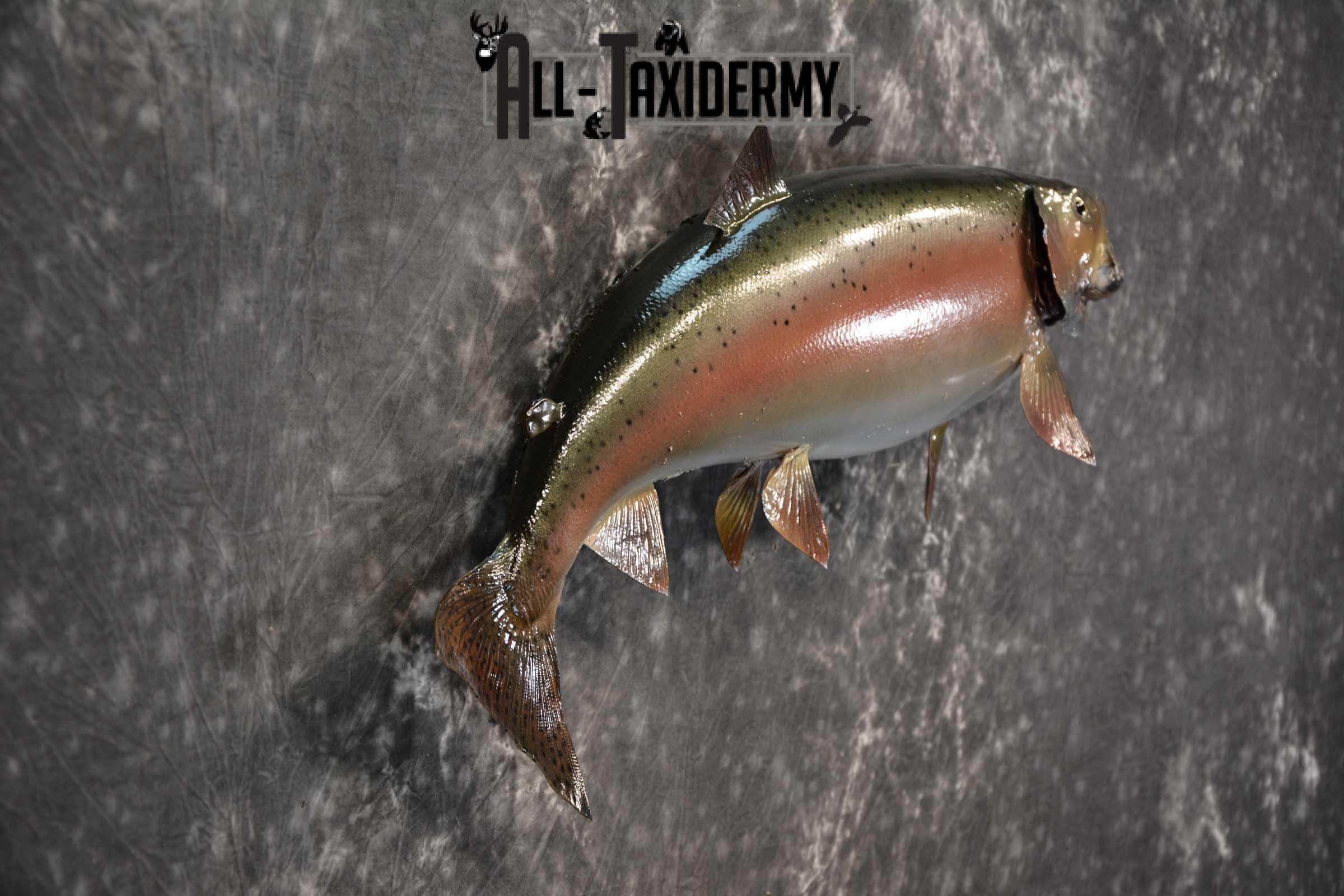 Rainbow Trout fish taxidermy mount for sale SKU 1824 - Image 2