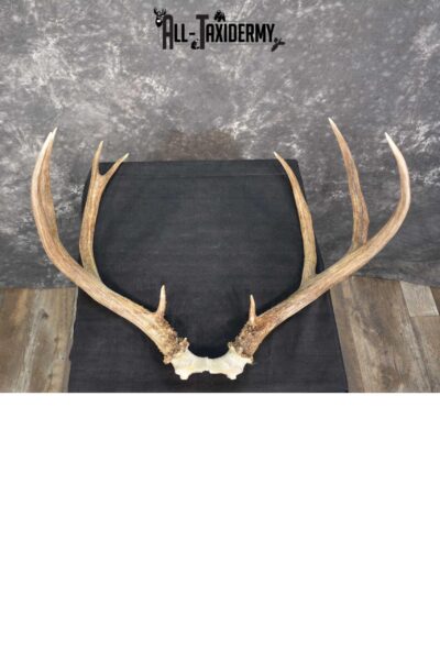Mule Deer Antler skull cap taxidermy for sale SKU 1771.2