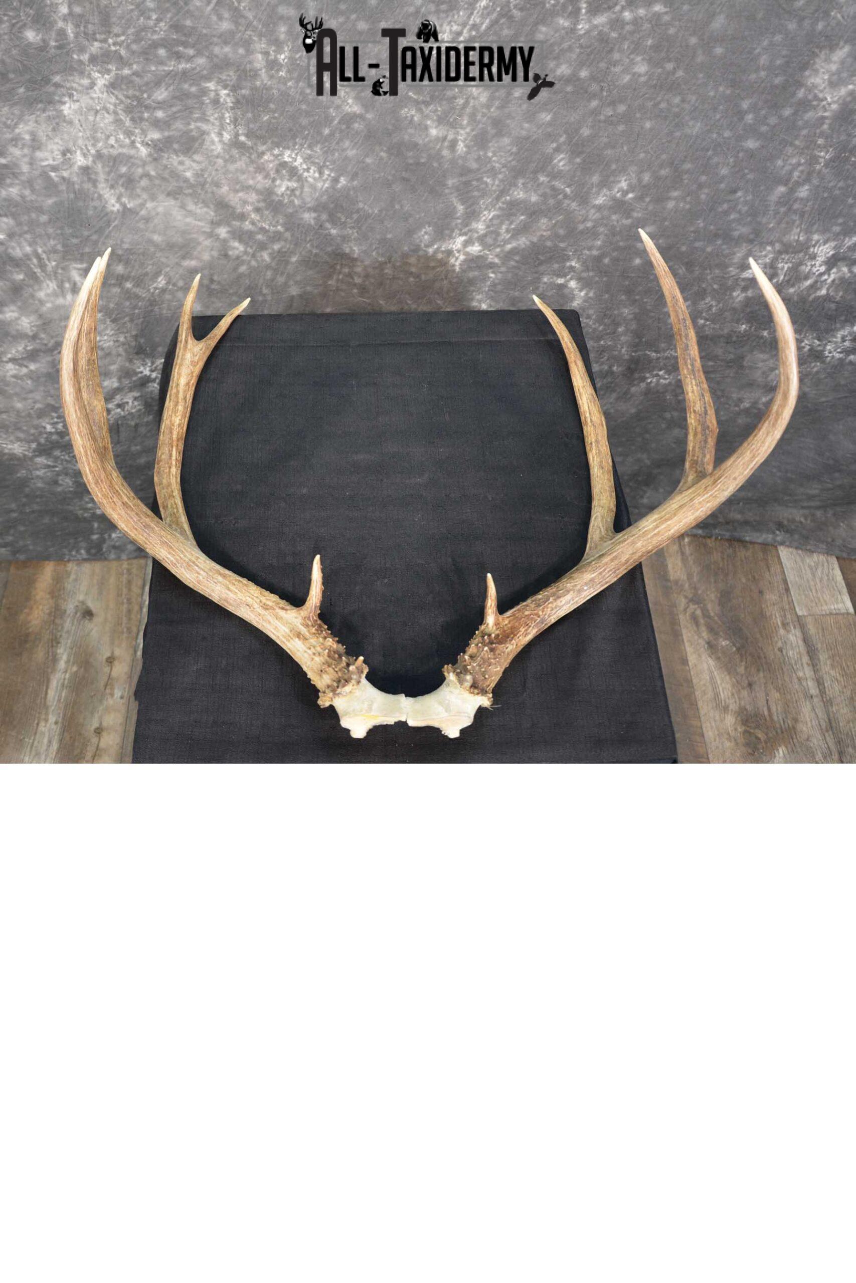 Mule Deer Antler skull cap taxidermy for sale SKU 1771.2