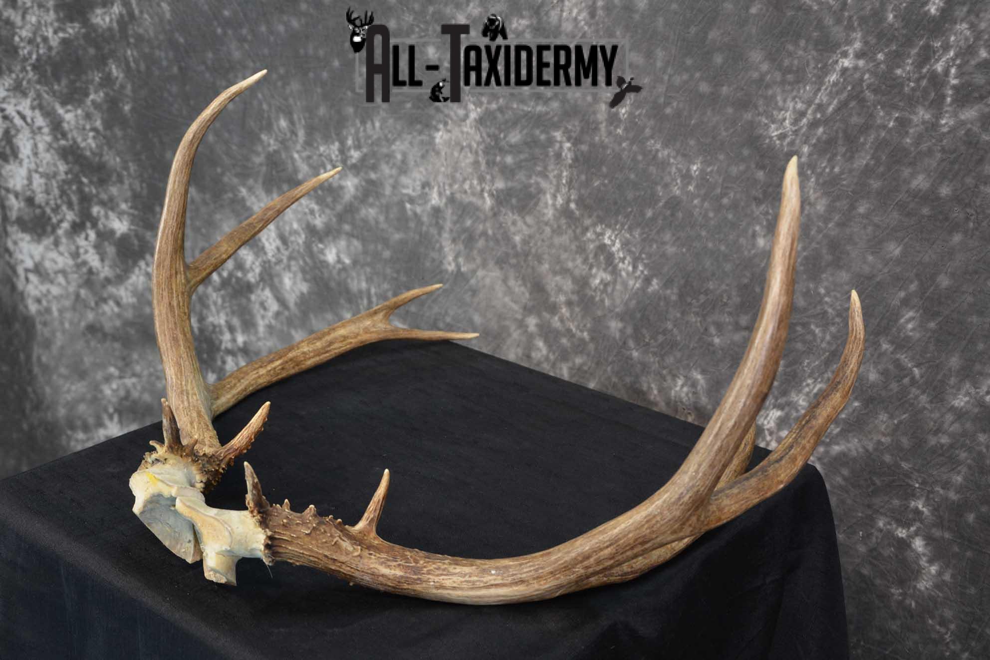 Mule Deer Antler skull cap taxidermy for sale SKU 1771.2 - Image 5