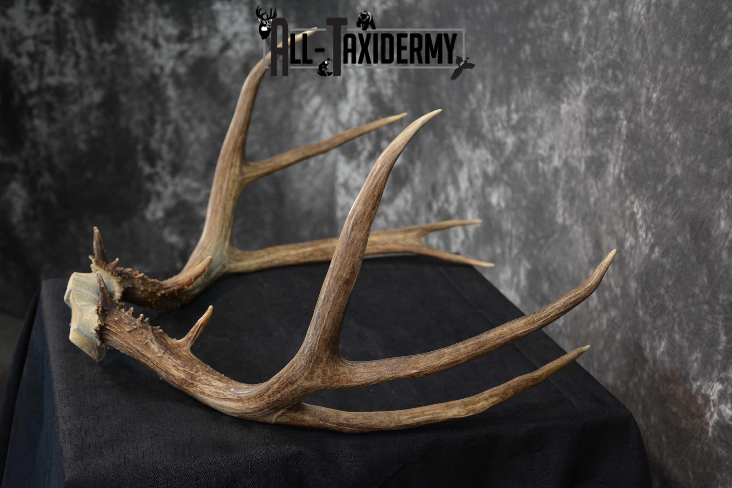 Mule Deer Antler skull cap taxidermy for sale SKU 1771.2 - Image 4