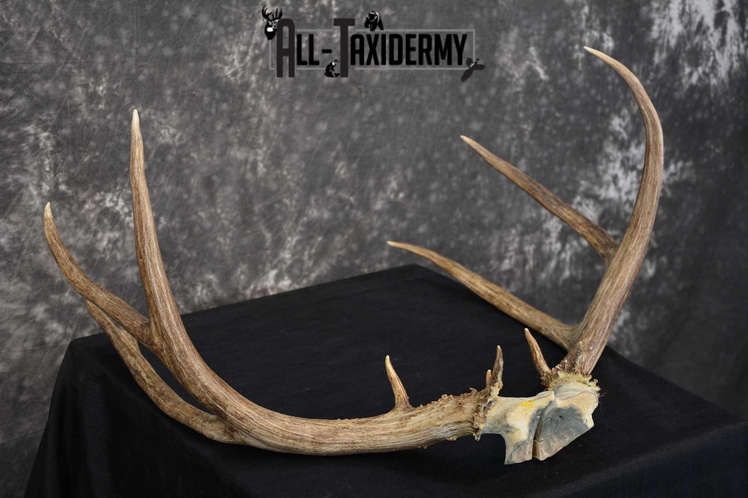 Mule Deer Antler skull cap taxidermy for sale SKU 1771.2 - Image 3