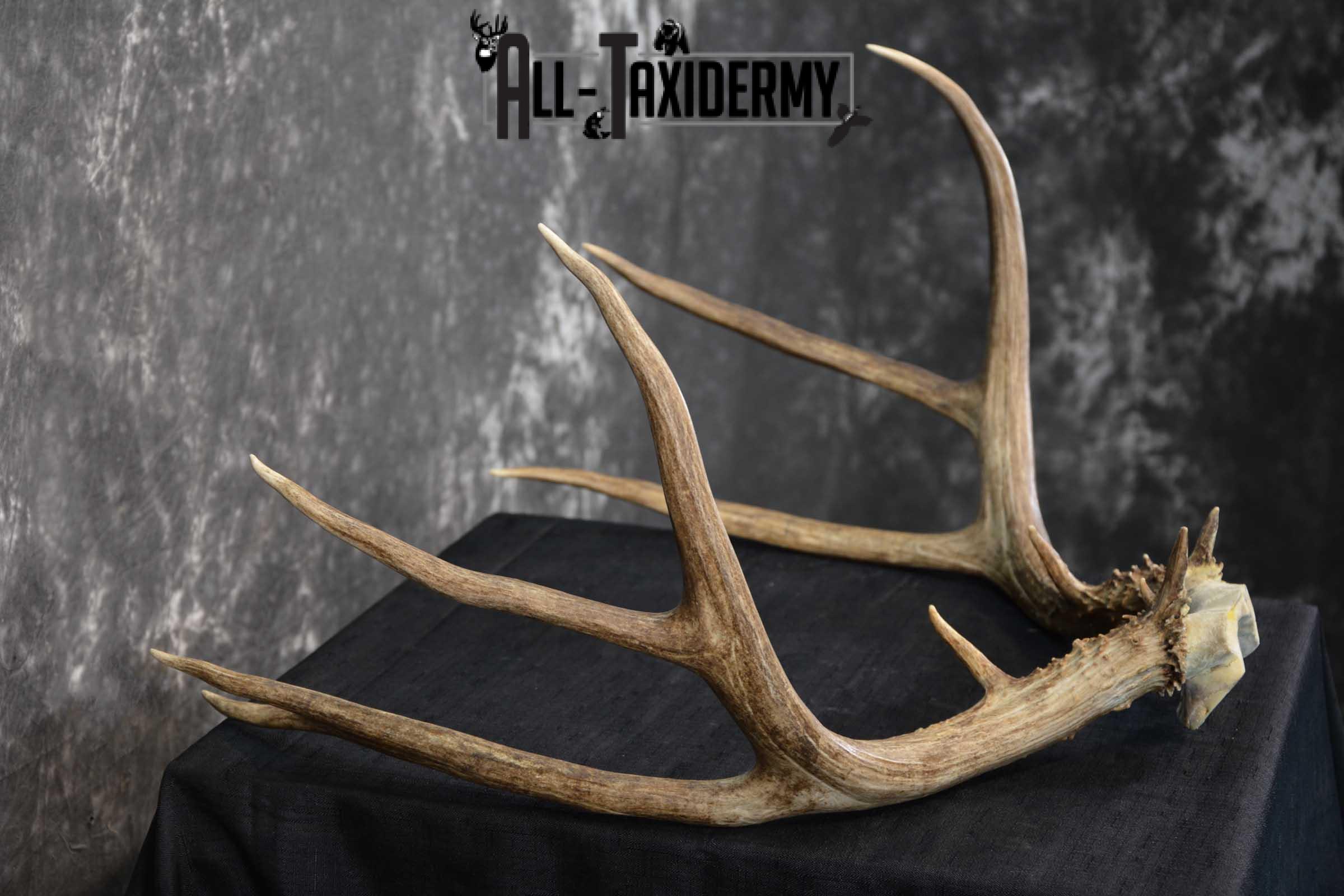 Mule Deer Antler skull cap taxidermy for sale SKU 1771.2 - Image 2