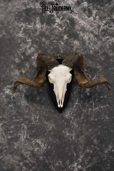 Arapawa New zealand Ram european skull taxidermy for sale SKU 1770