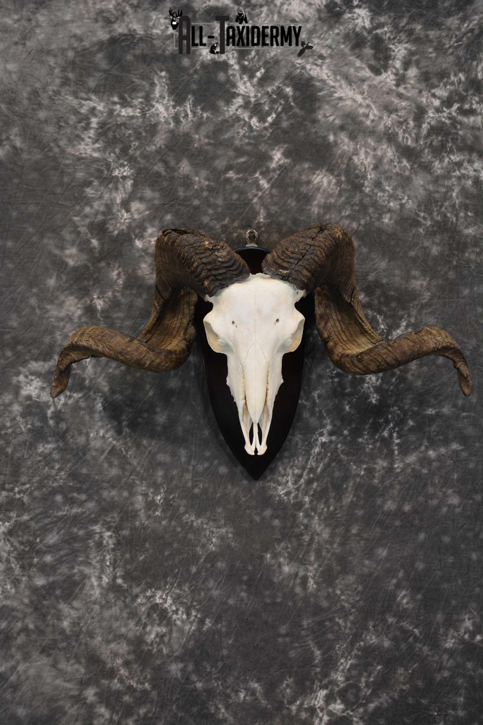 Arapawa New zealand Ram european skull taxidermy for sale SKU 1770
