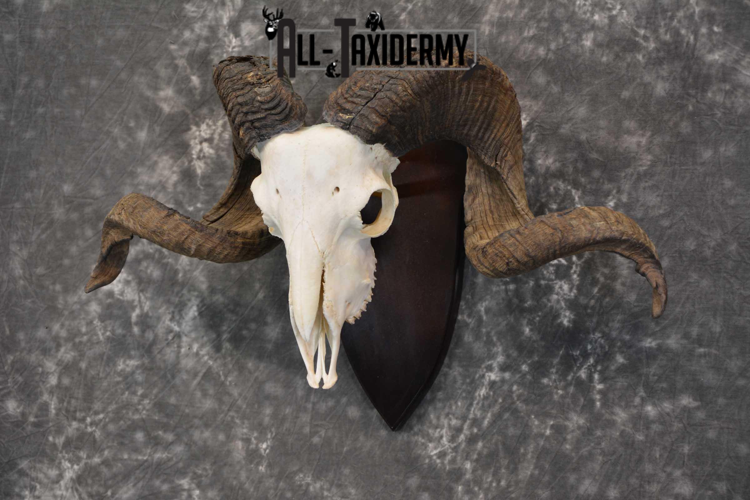 Arapawa New zealand Ram european skull taxidermy for sale SKU 1770 - Image 5
