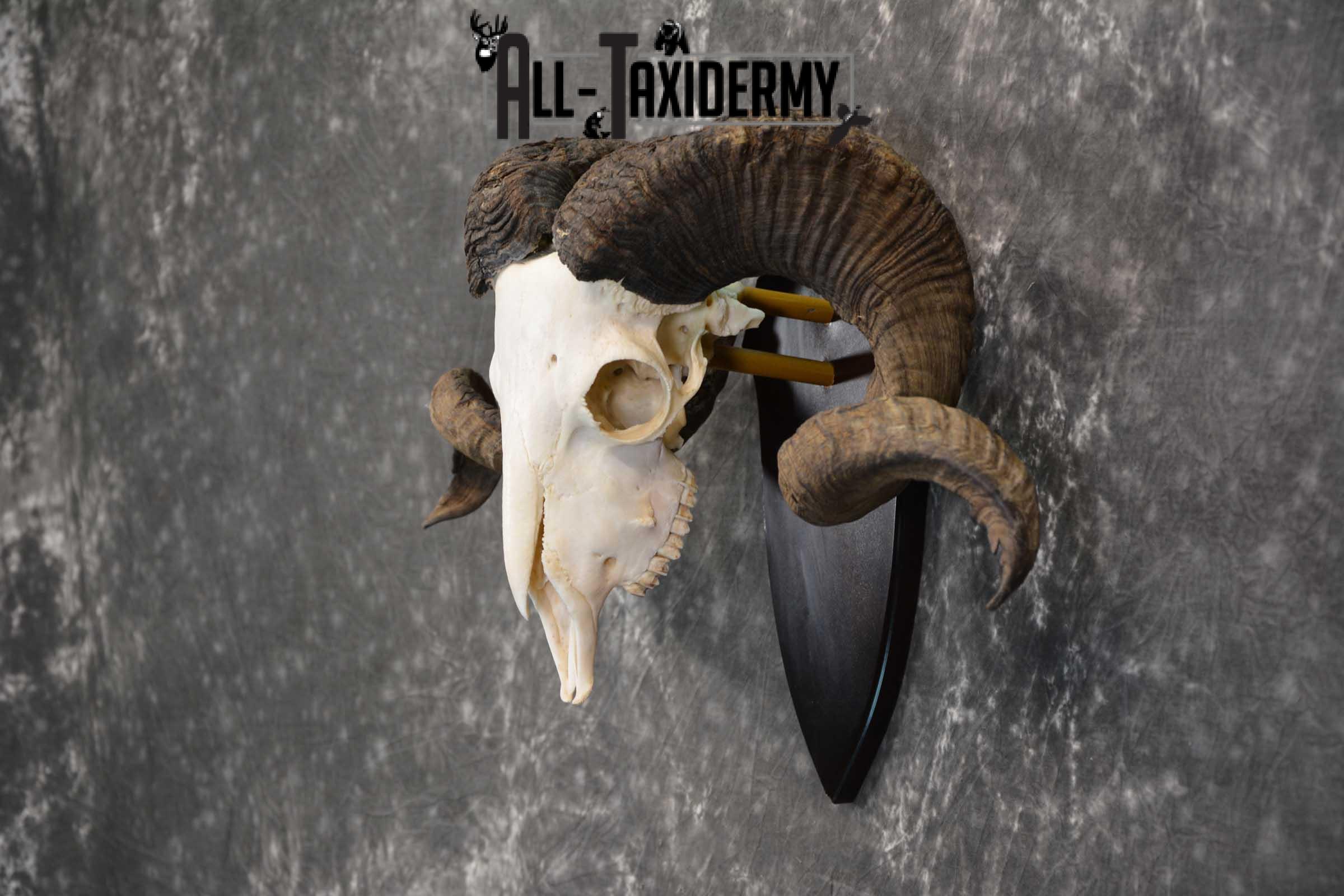 Arapawa New zealand Ram european skull taxidermy for sale SKU 1770 - Image 4