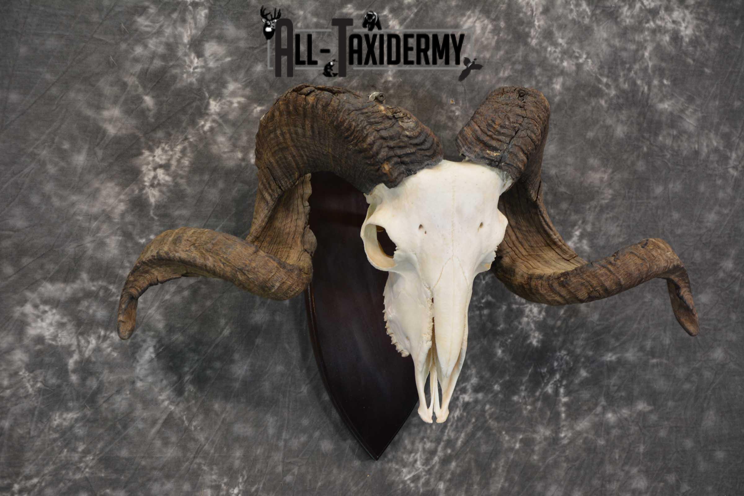 Arapawa New zealand Ram european skull taxidermy for sale SKU 1770 - Image 3
