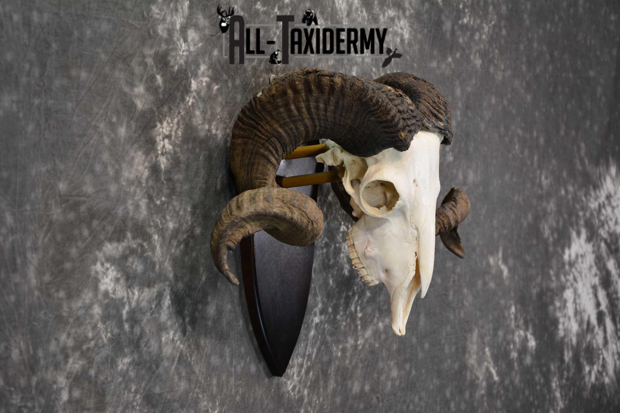 Arapawa New zealand Ram european skull taxidermy for sale SKU 1770 - Image 2