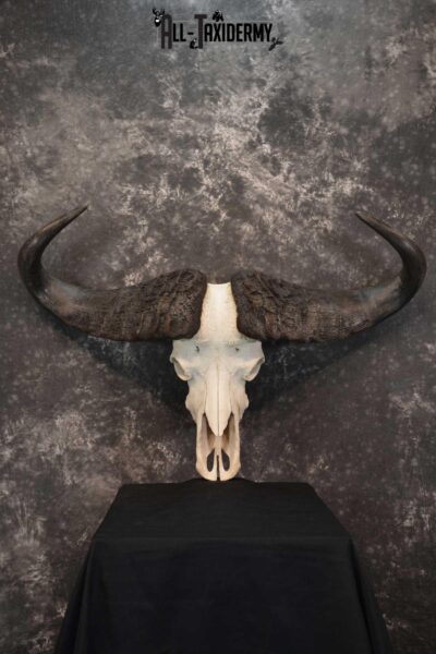 Cape Buffalo Skull Taxidermy for sale SKU 1762