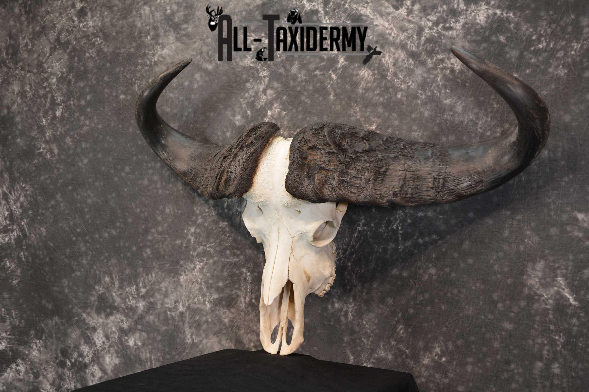 Cape Buffalo Skull Taxidermy for sale SKU 1762 - Image 5