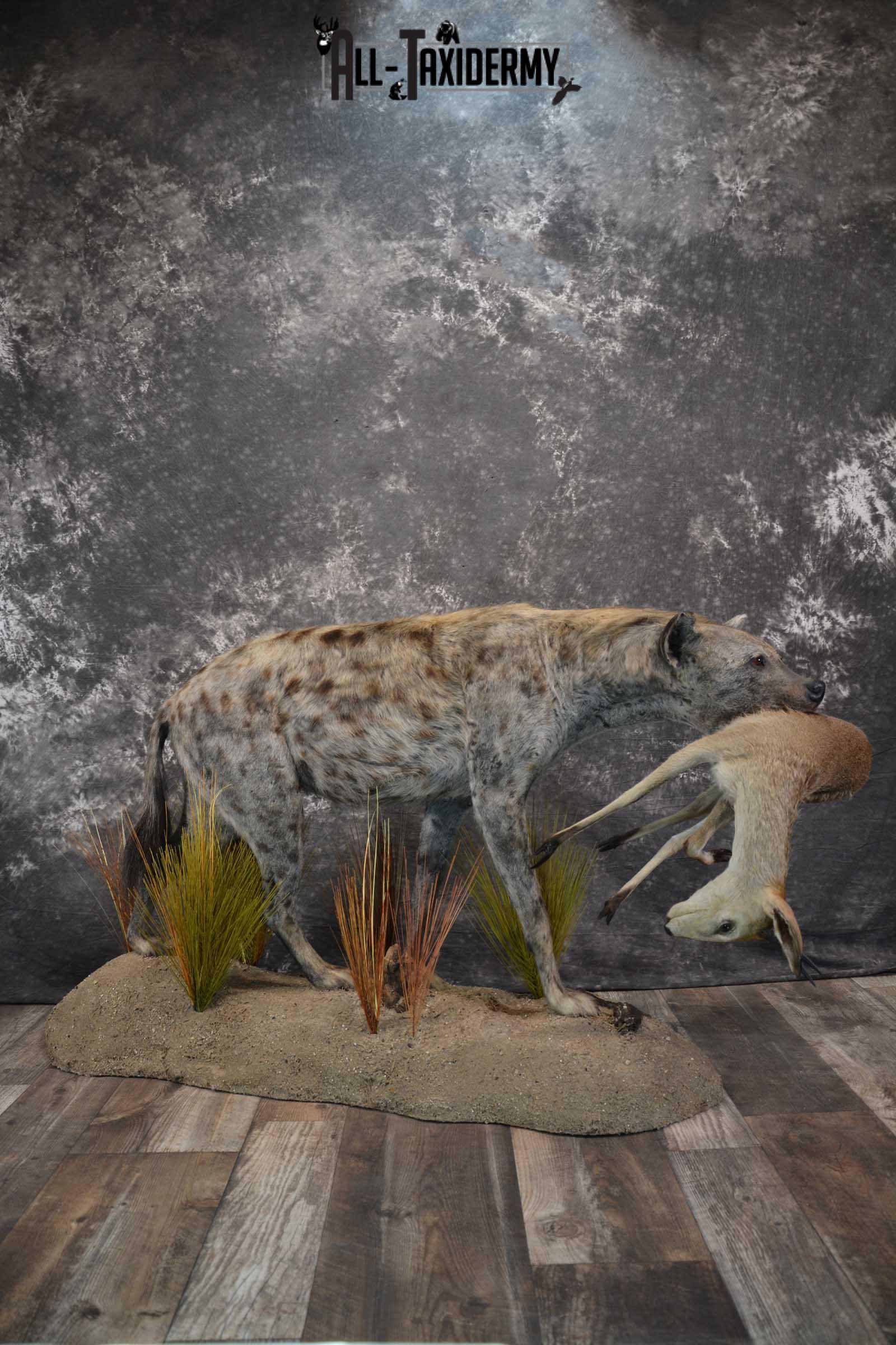 XL African Spotted Hyena w/ Steenbok Full Body Taxidermy Mount for sale SKU 1798