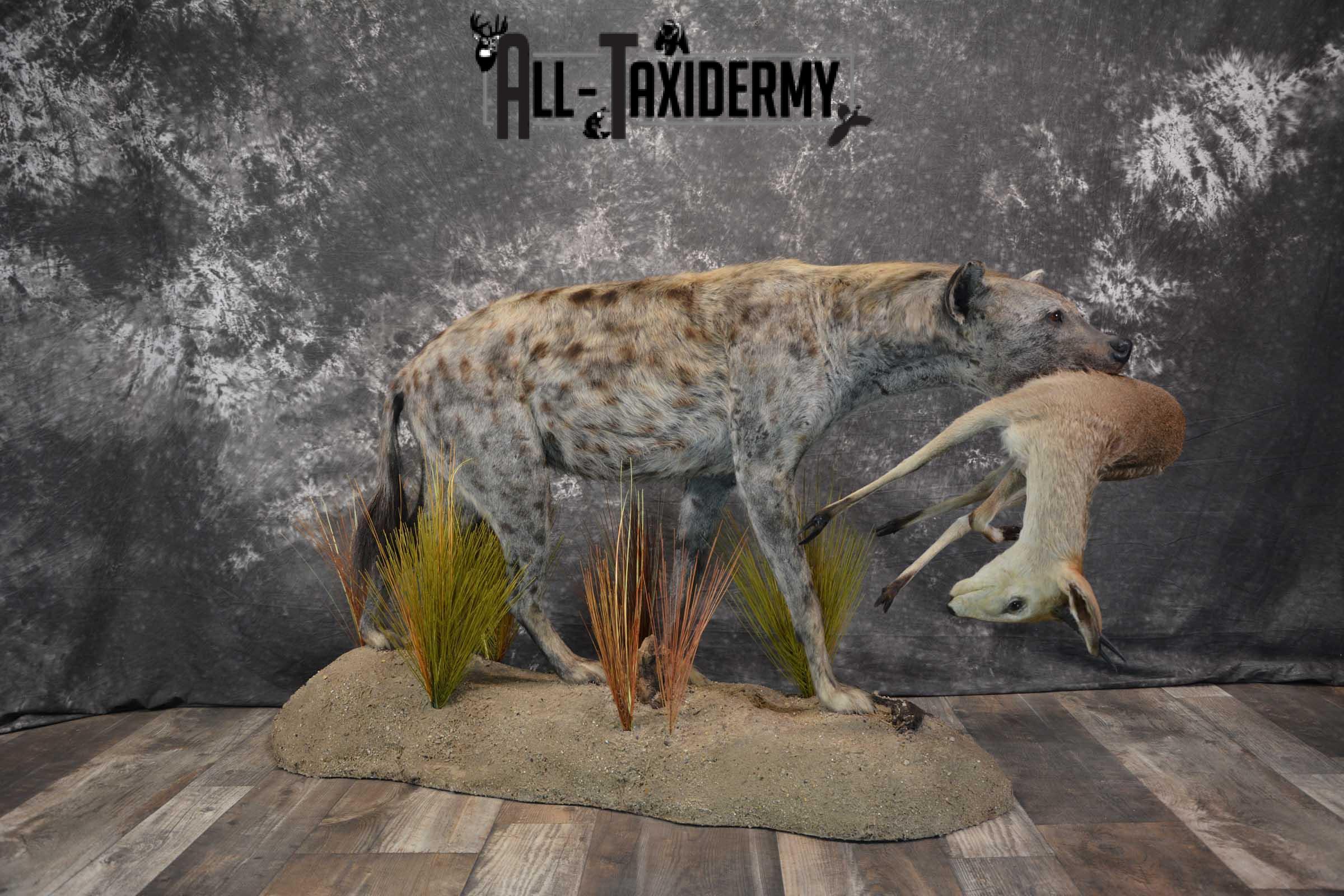 XL African Spotted Hyena w/ Steenbok Full Body Taxidermy Mount for sale SKU 1798 - Image 16