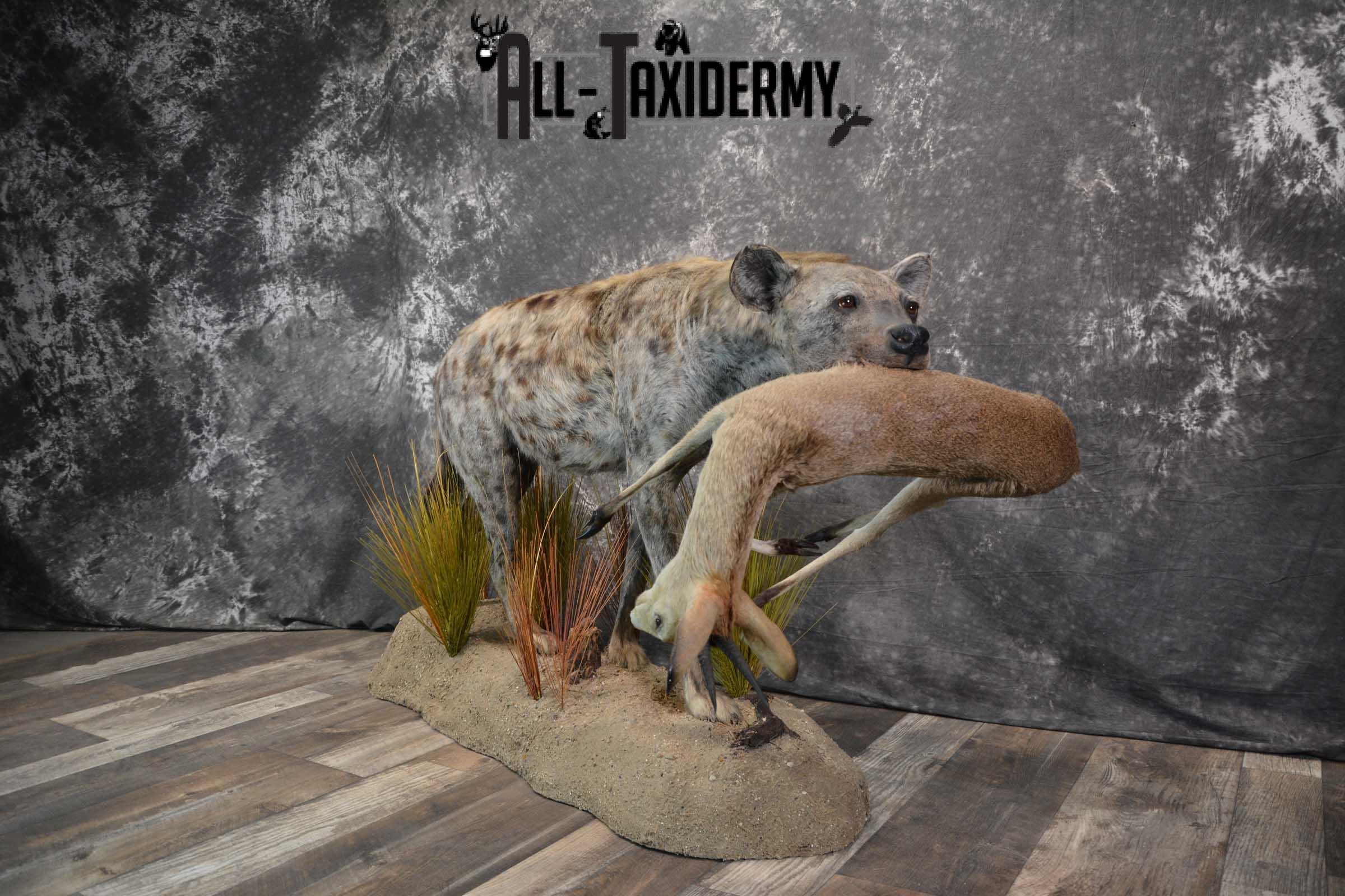XL African Spotted Hyena w/ Steenbok Full Body Taxidermy Mount for sale SKU 1798 - Image 15