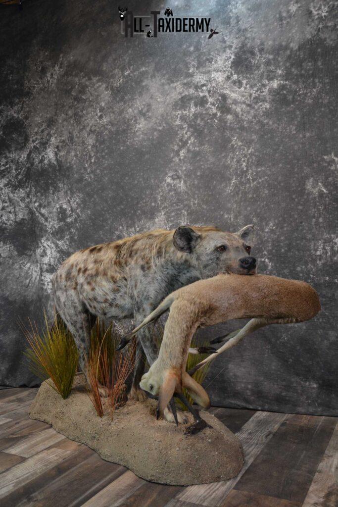 XL African Spotted Hyena w/ Steenbok Full Body Taxidermy Mount for sale ...