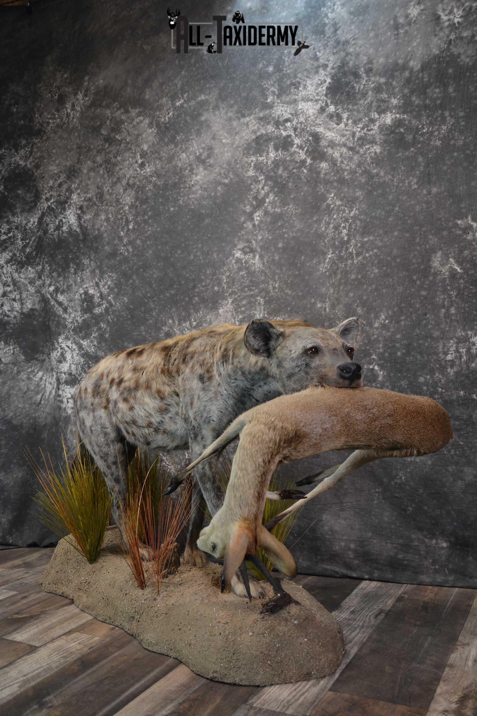 XL African Spotted Hyena w/ Steenbok Full Body Taxidermy Mount for sale SKU 1798 - Image 14