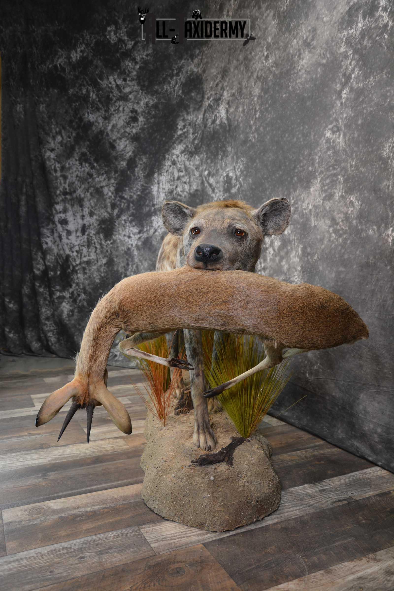 XL African Spotted Hyena w/ Steenbok Full Body Taxidermy Mount for sale SKU 1798 - Image 13