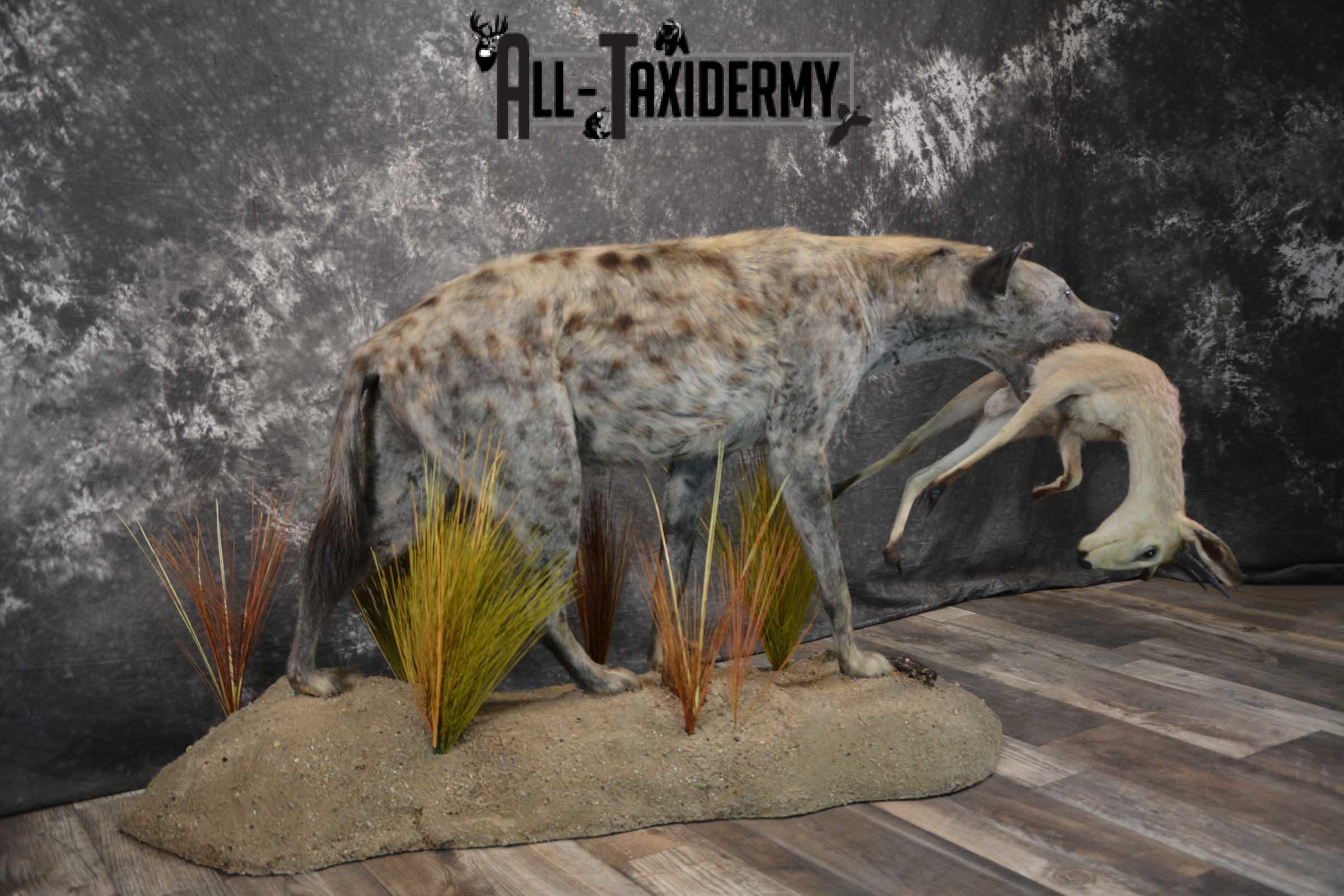 XL African Spotted Hyena w/ Steenbok Full Body Taxidermy Mount for sale SKU 1798 - Image 12