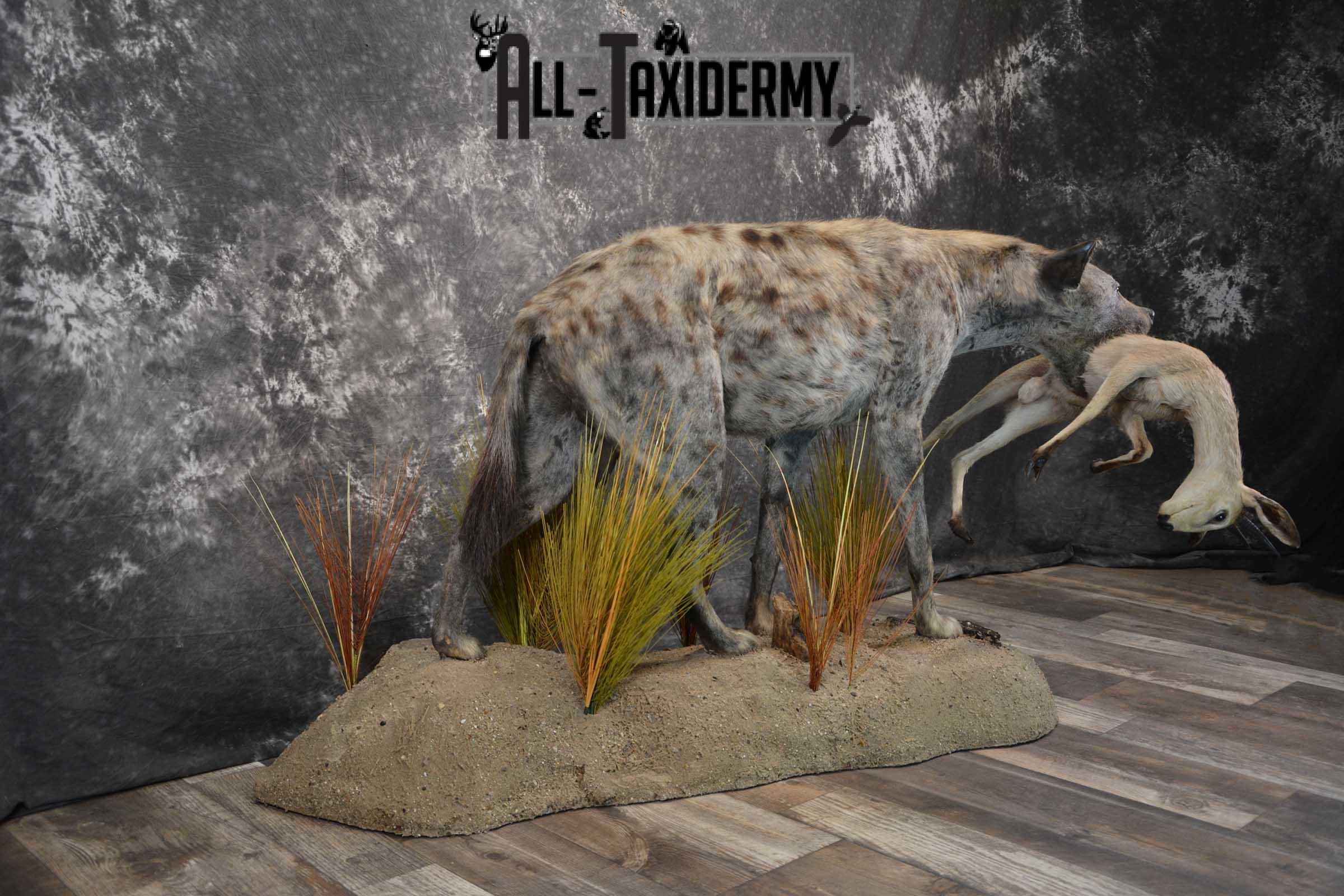 XL African Spotted Hyena w/ Steenbok Full Body Taxidermy Mount for sale SKU 1798 - Image 11