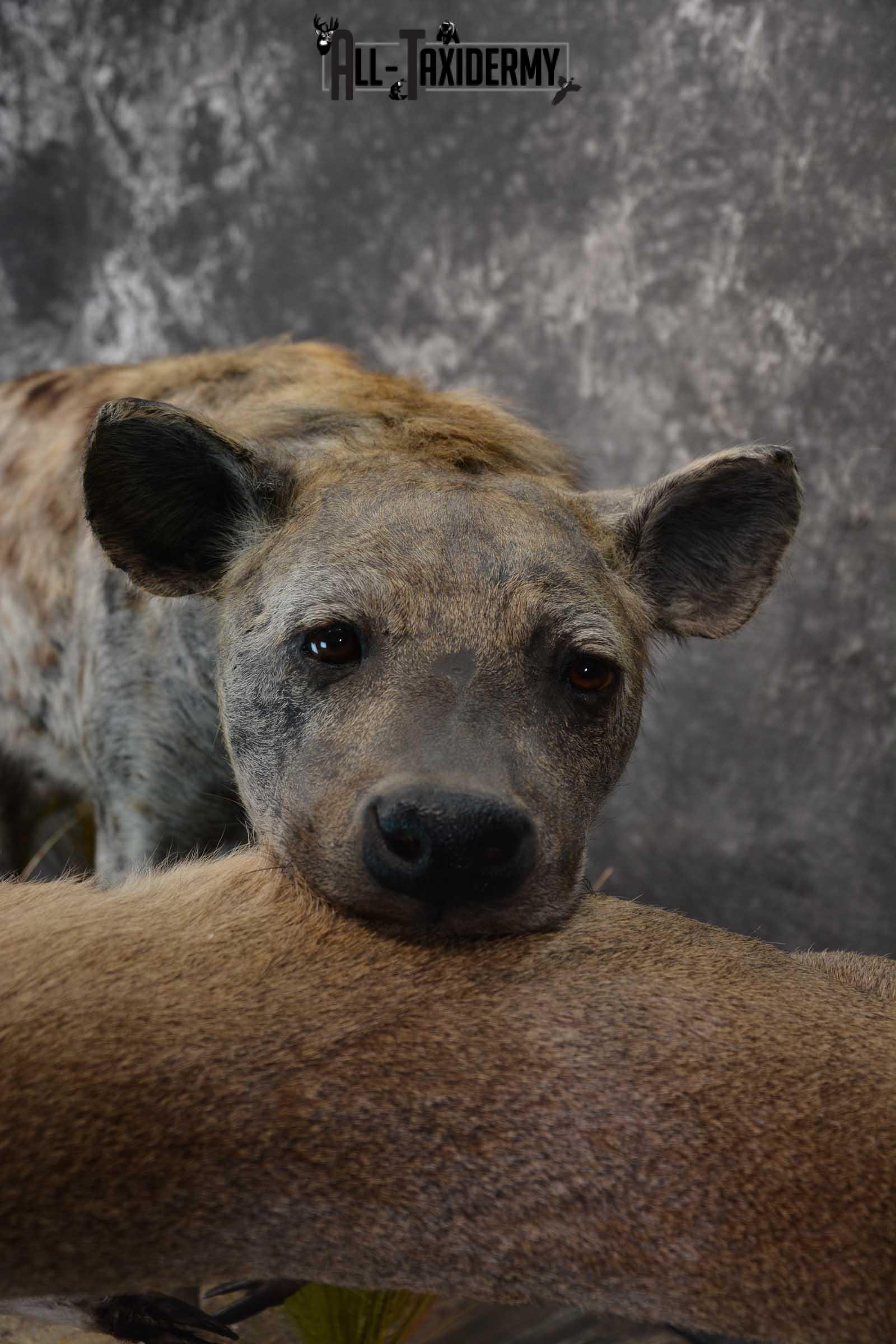 XL African Spotted Hyena w/ Steenbok Full Body Taxidermy Mount for sale SKU 1798 - Image 10