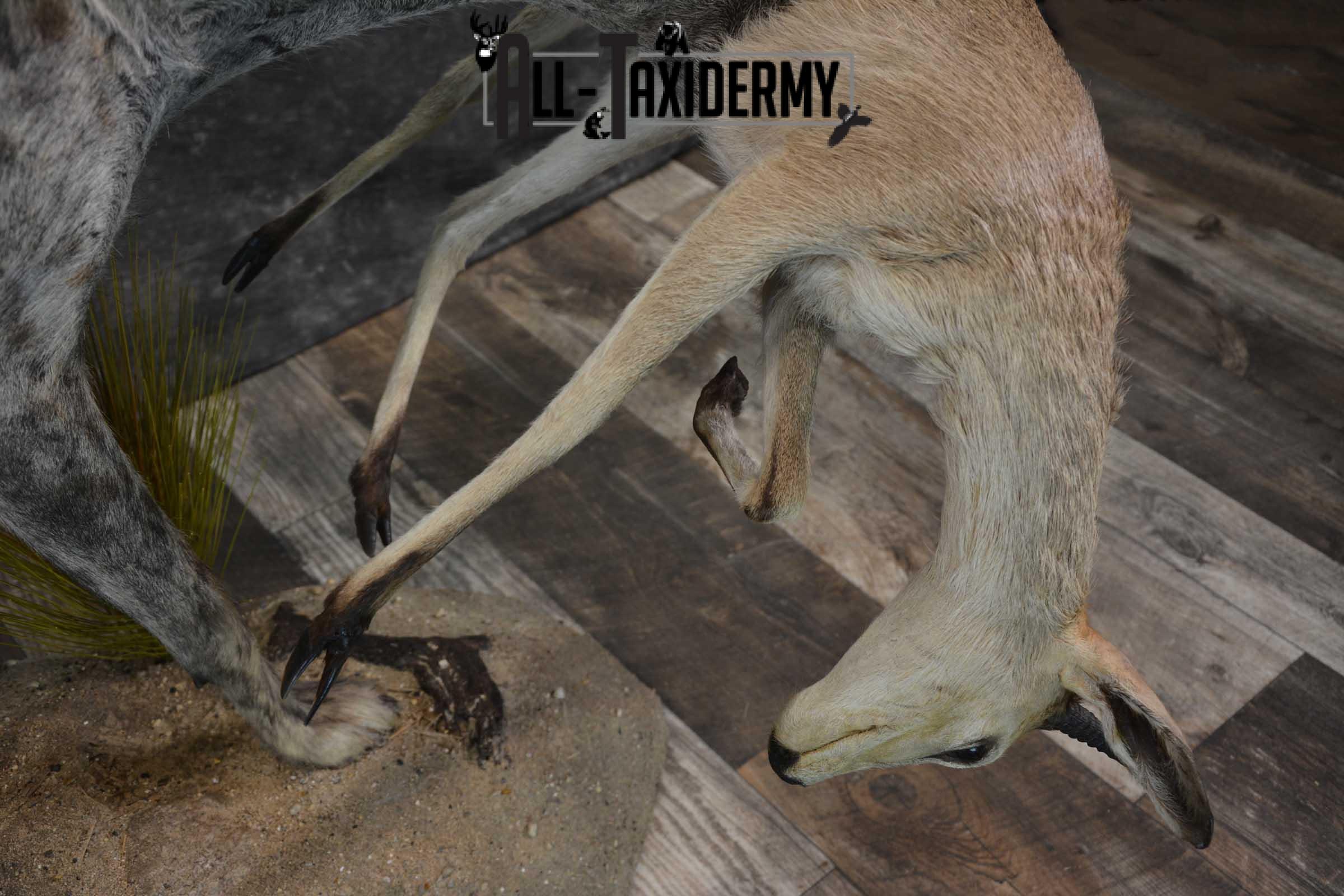 XL African Spotted Hyena w/ Steenbok Full Body Taxidermy Mount for sale SKU 1798 - Image 9